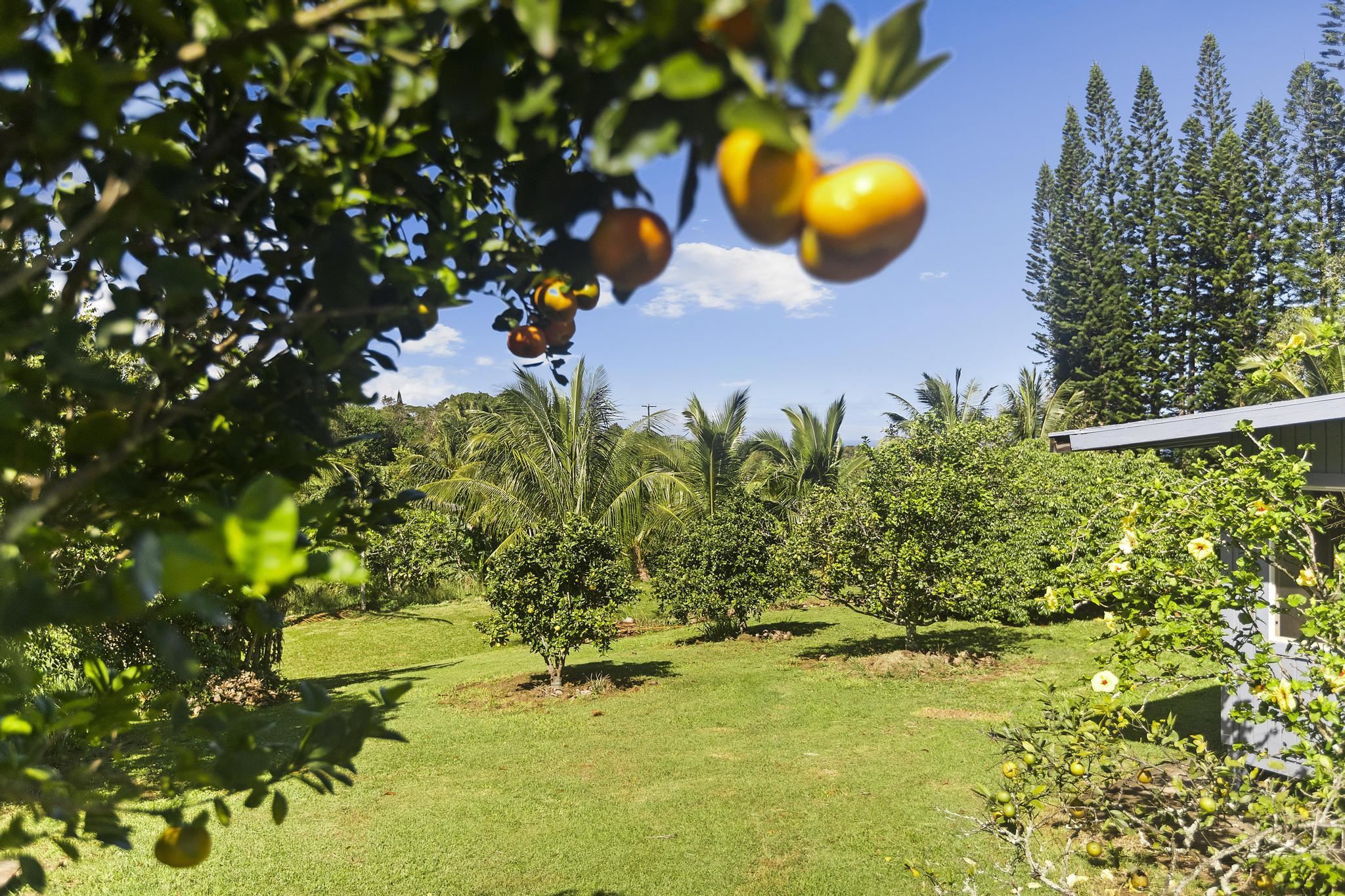 4174  Hana Hwy , Haiku home - photo 13 of 30