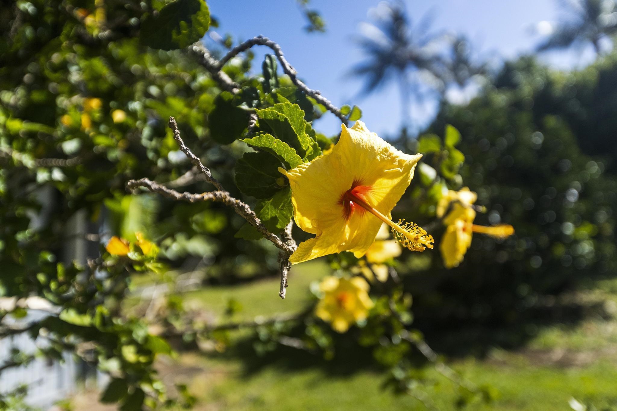4174  Hana Hwy , Haiku home - photo 25 of 30