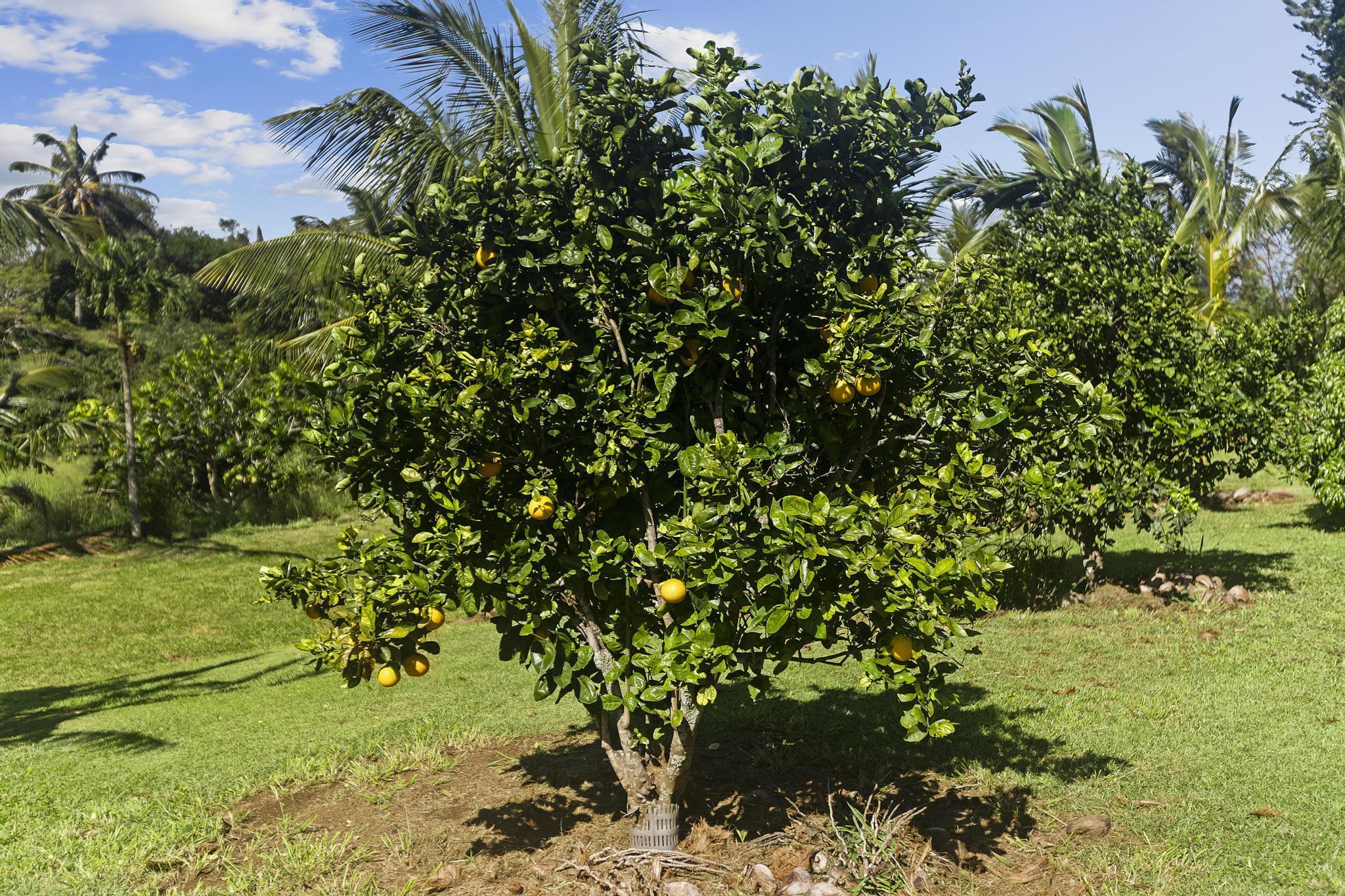 4174  Hana Hwy , Haiku home - photo 26 of 30