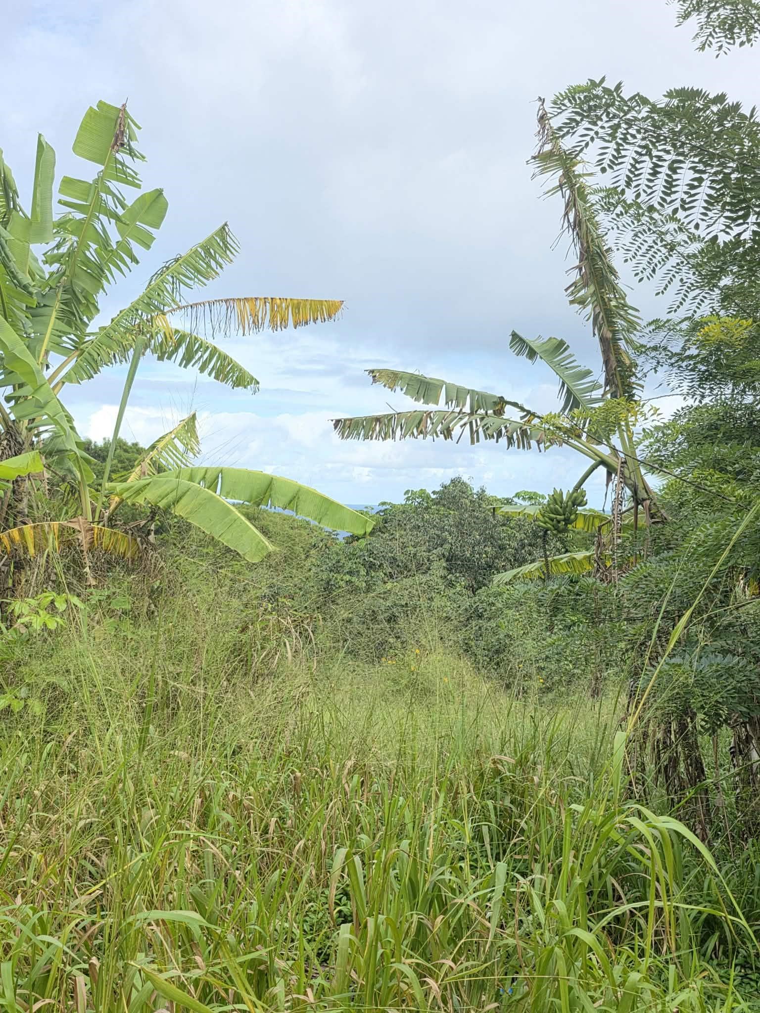 420  Haumana Rd , Haiku home - photo 23 of 31