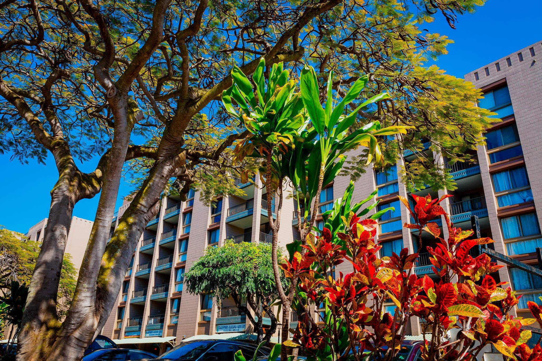 Kahana Manor condo # 302, Lahaina, Hawaii - photo 46 of 50