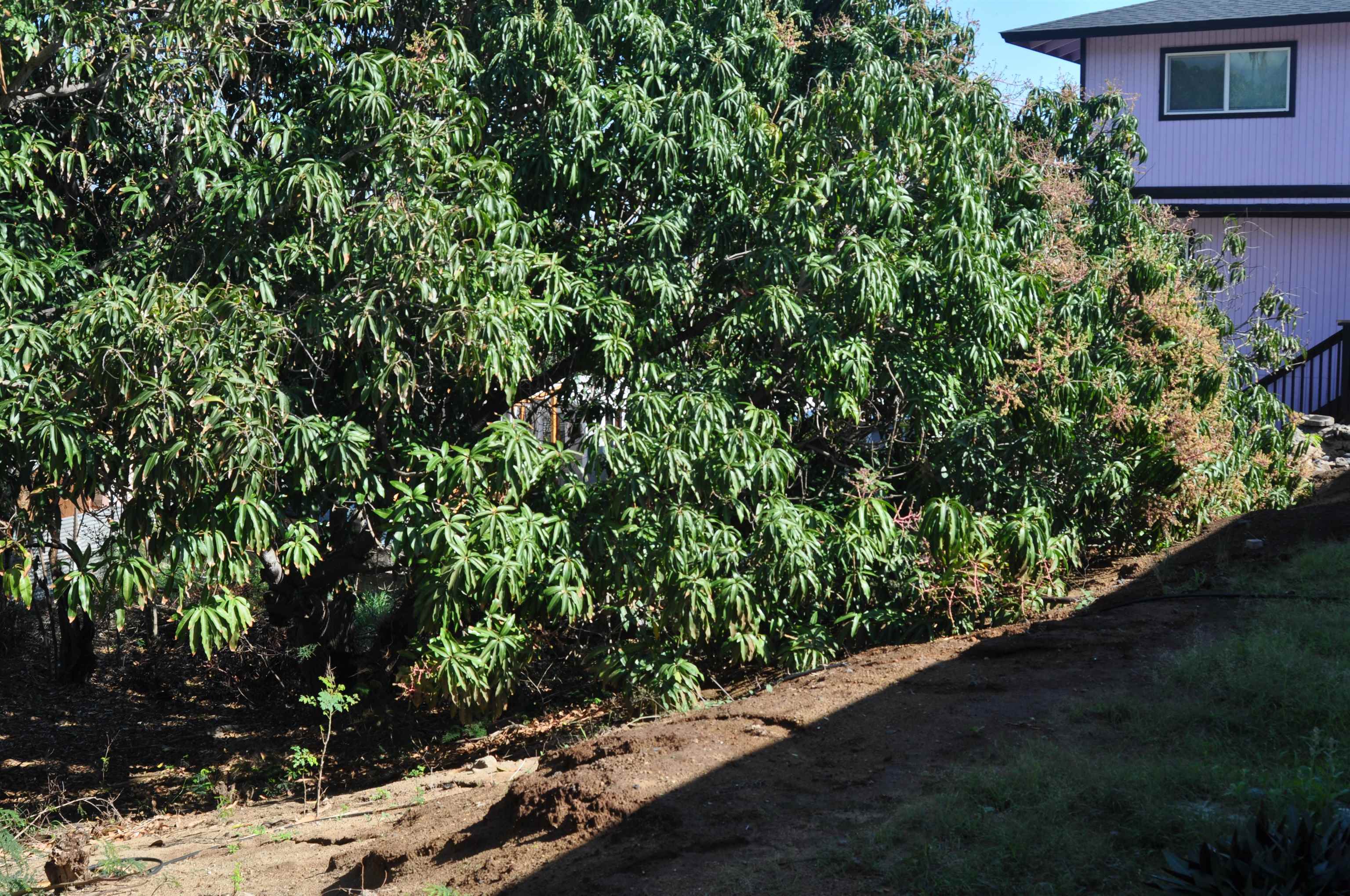 434  Kea St , Kahului home - photo 11 of 20