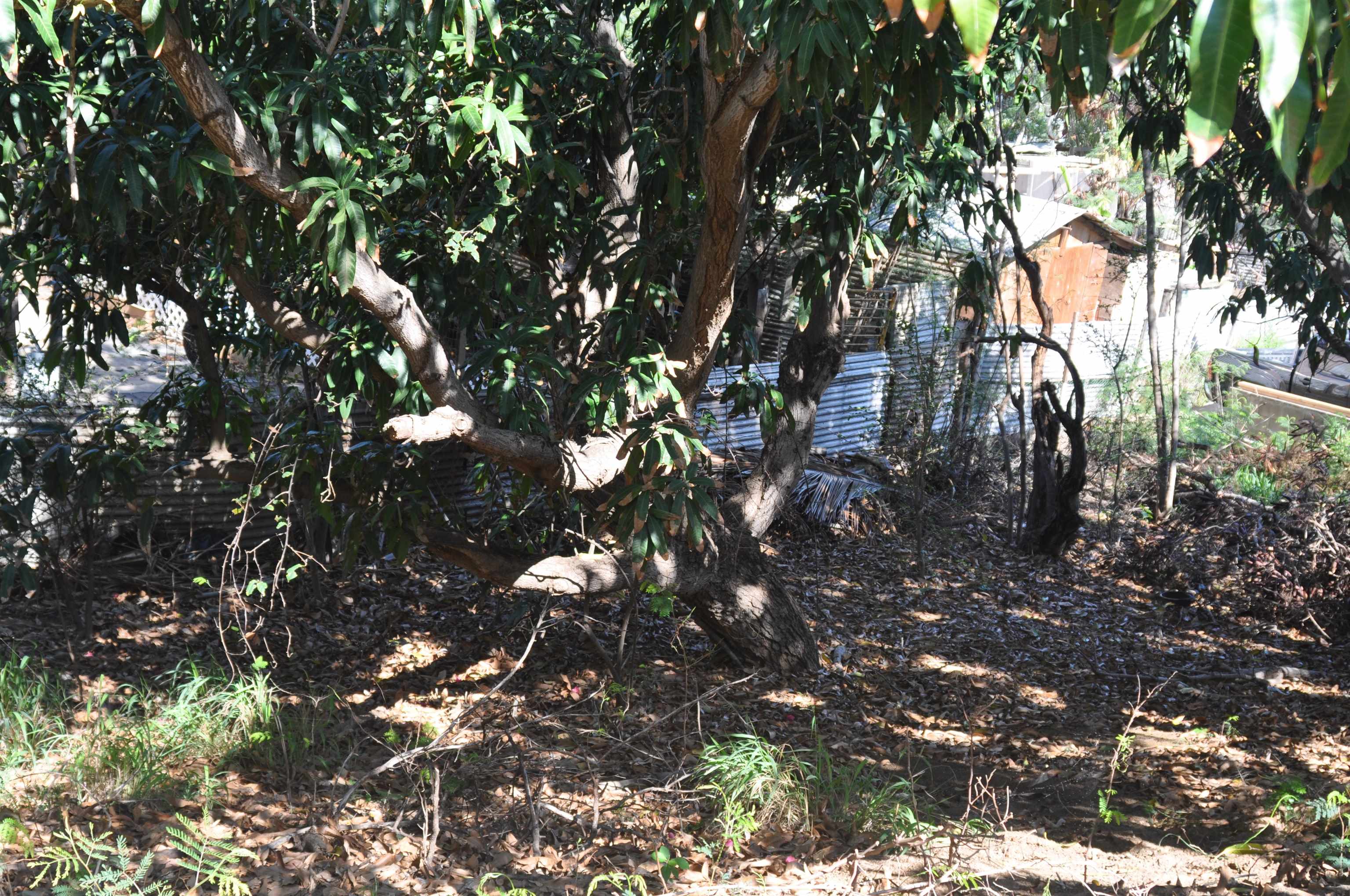 434  Kea St , Kahului home - photo 12 of 20