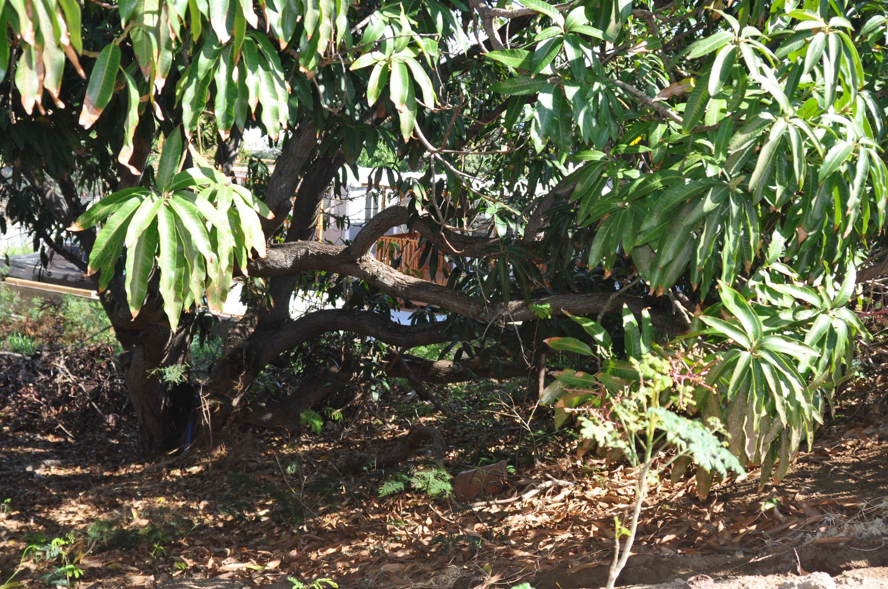 434  Kea St , Kahului home - photo 13 of 20