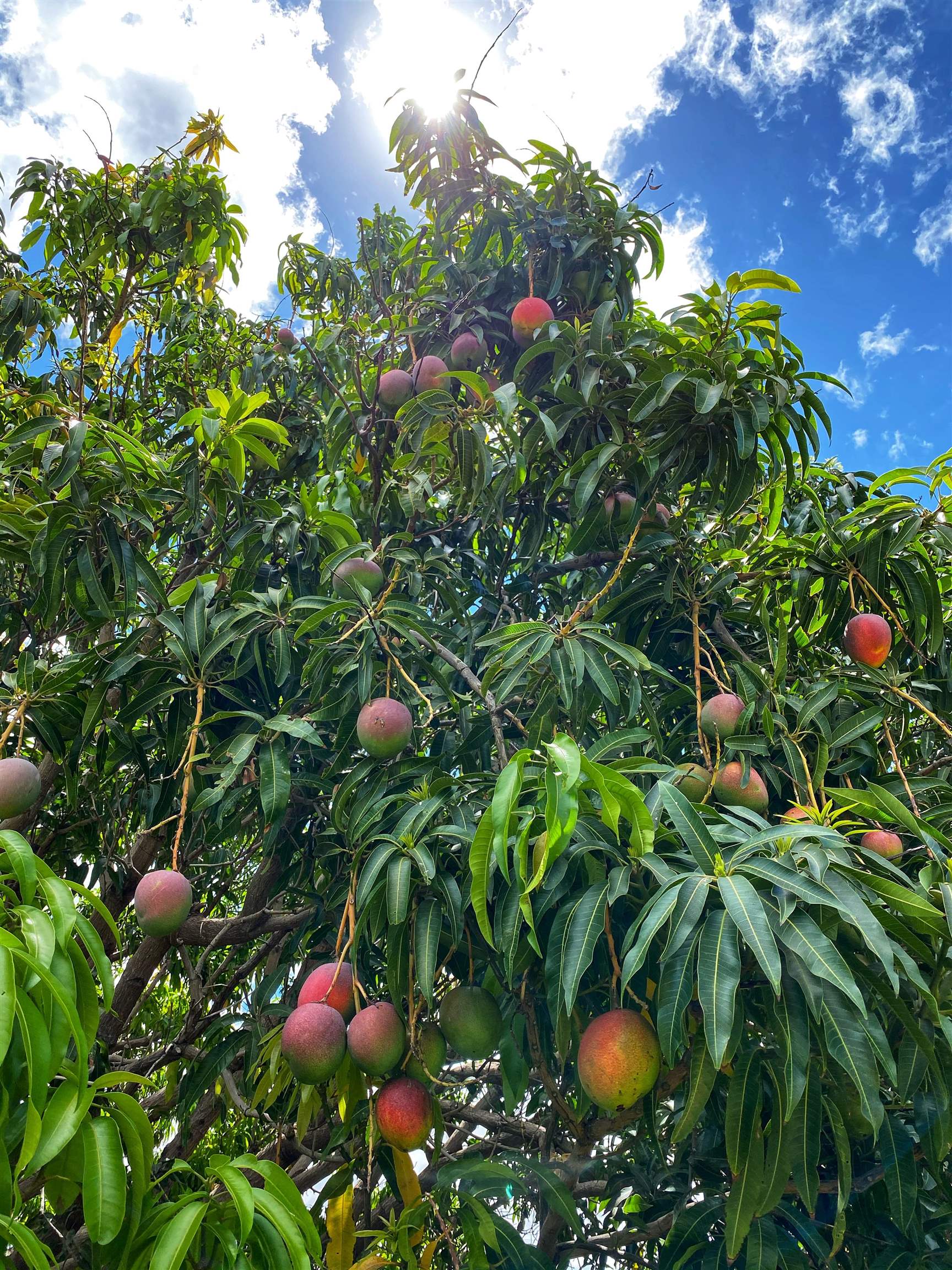 442  Kenolio Rd , Kihei home - photo 17 of 30