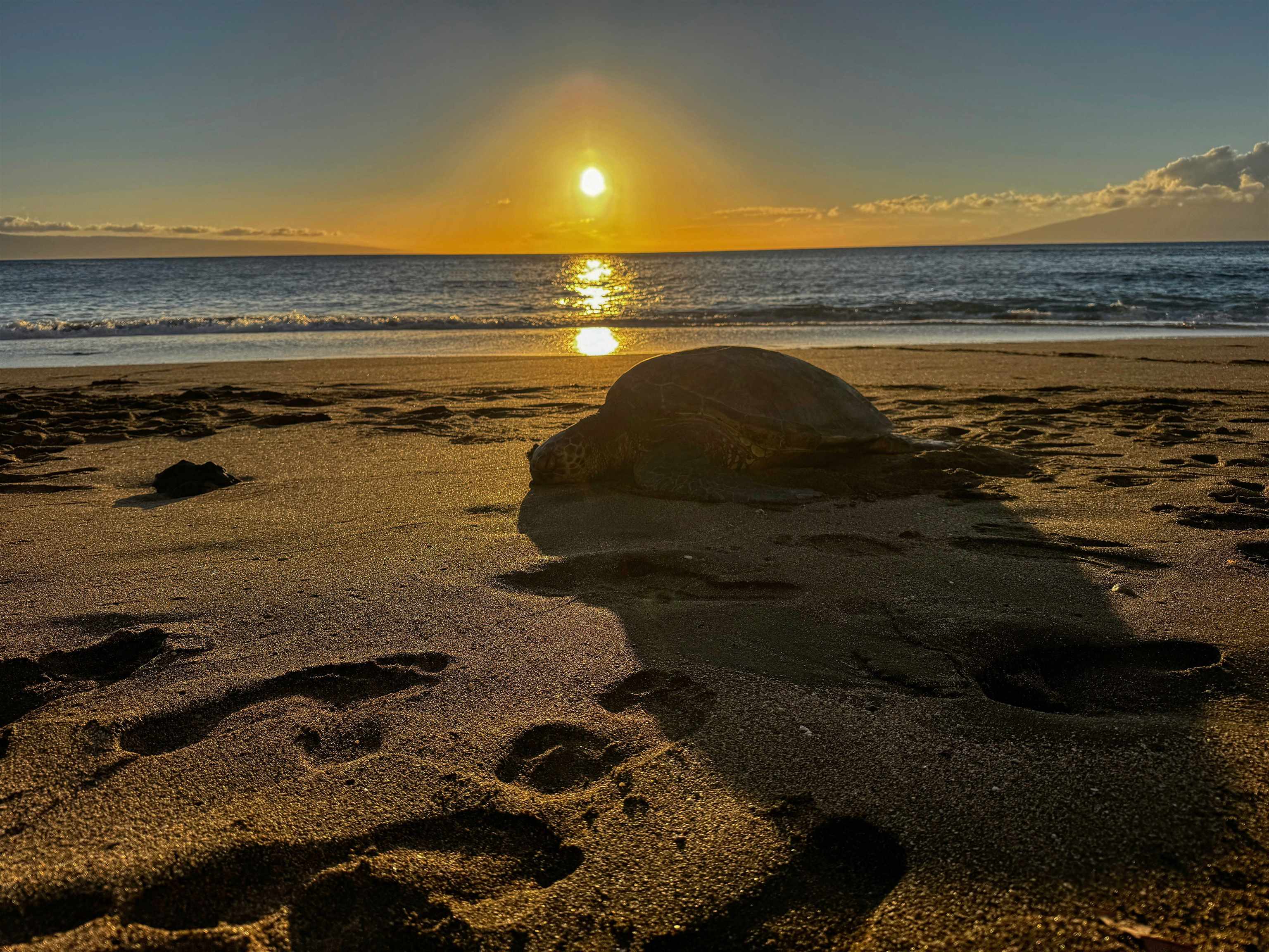 Pohailani Maui condo # 119, Lahaina, Hawaii - photo 2 of 50