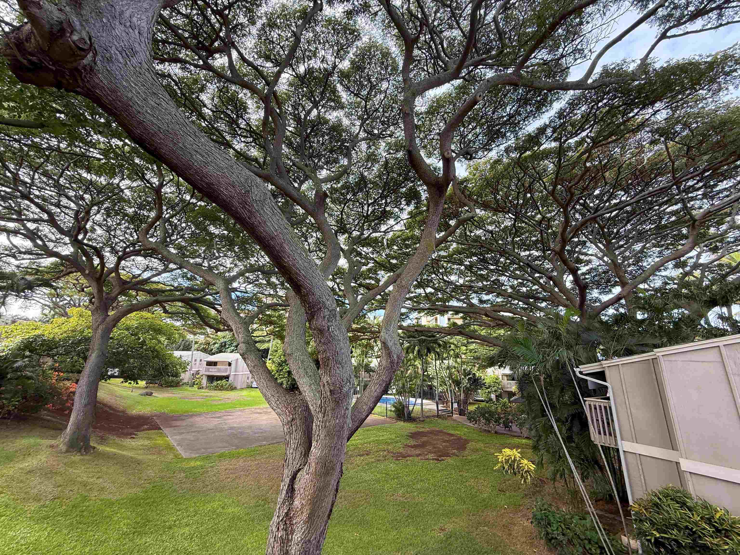 Pohailani Maui condo # 235, Lahaina, Hawaii - photo 21 of 21