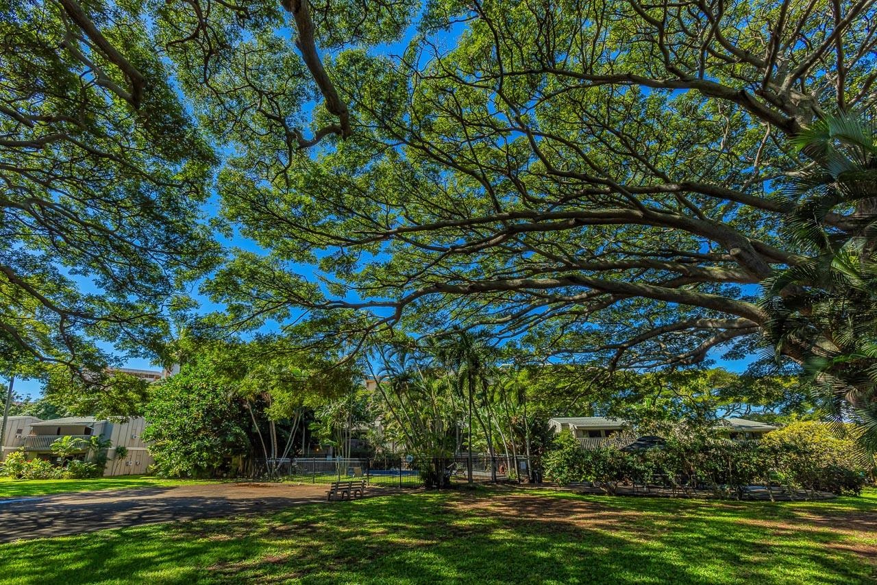 Pohailani Maui condo # 301, Lahaina, Hawaii - photo 35 of 49