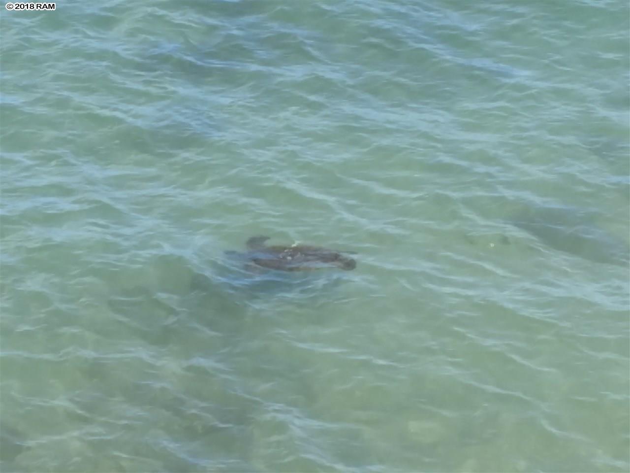 Pohailani Maui condo # 309, Lahaina, Hawaii - photo 5 of 24