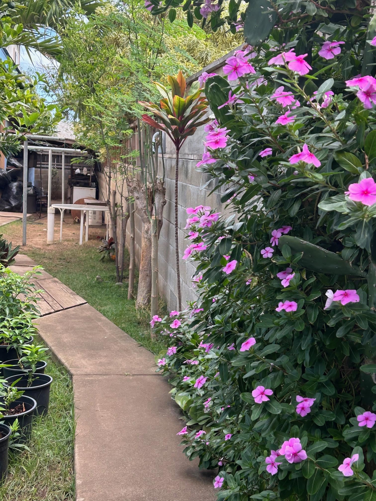 444  One St , Kahului home - photo 6 of 16