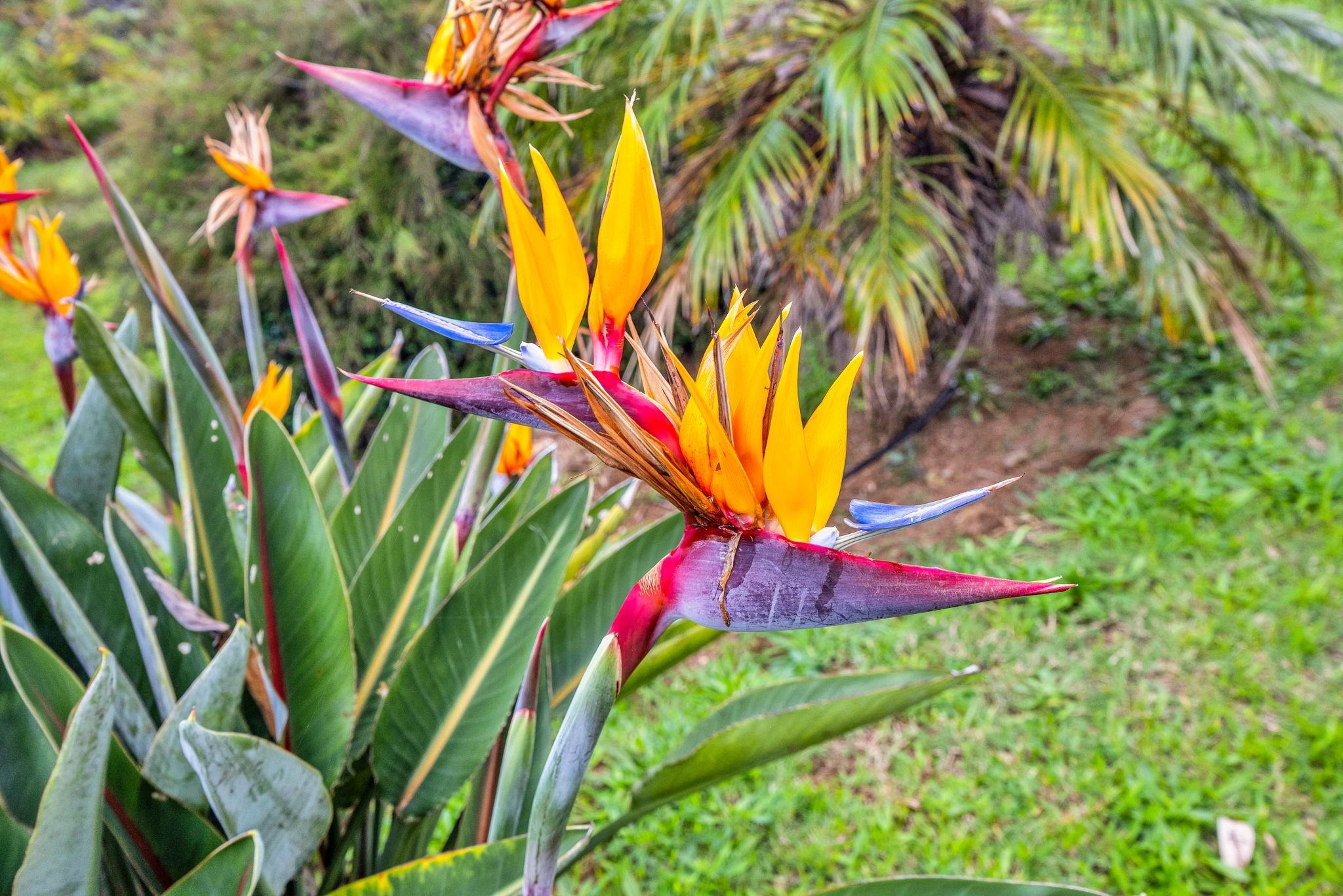 445  Kaukini Loop Kahakuloa, Wailuku home - photo 37 of 38