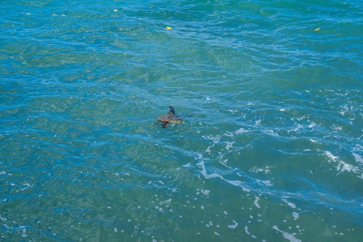 Kahana Reef condo # 112, Lahaina, Hawaii - photo 23 of 28