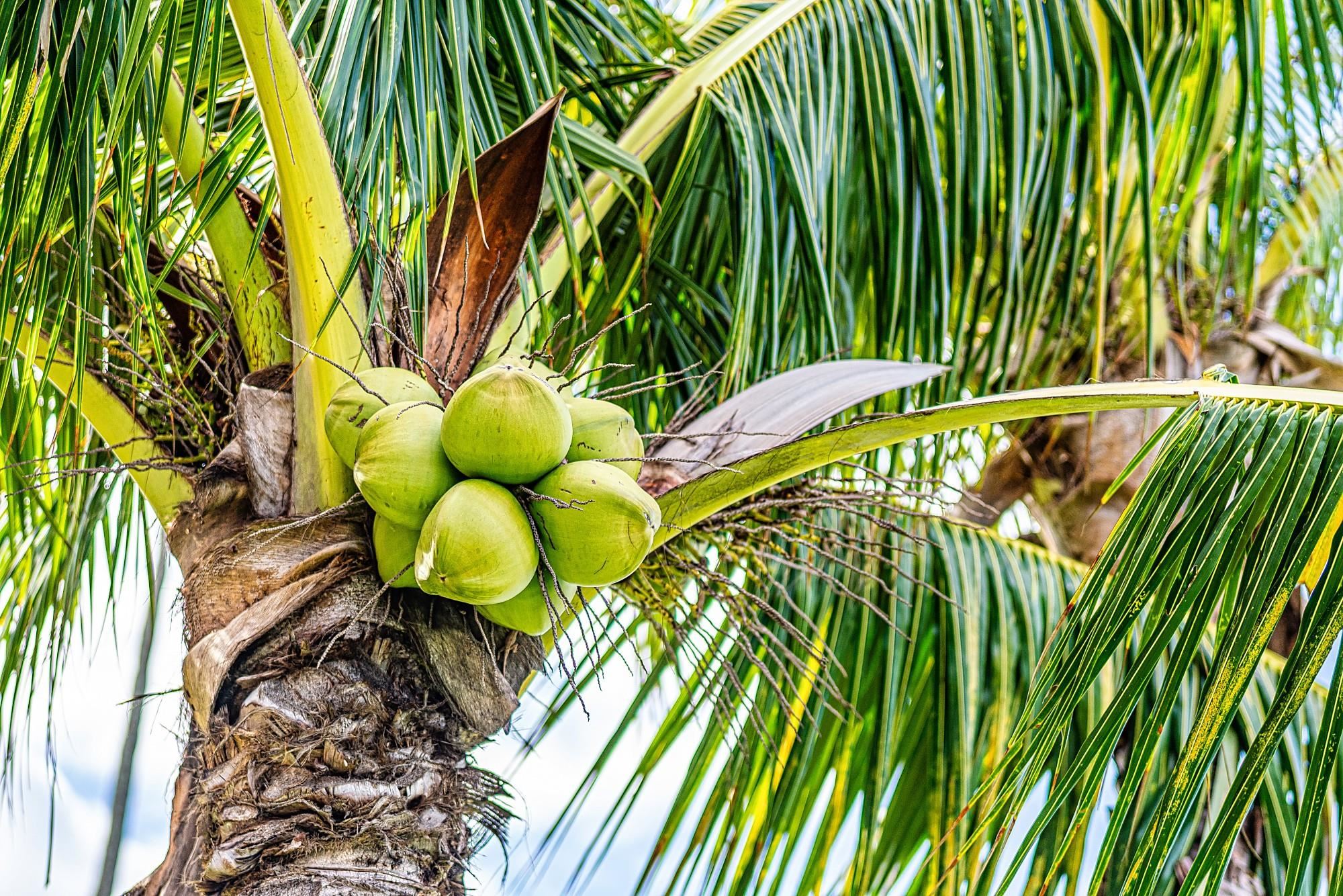 Kahana Reef condo # 322, Lahaina, Hawaii - photo 20 of 30