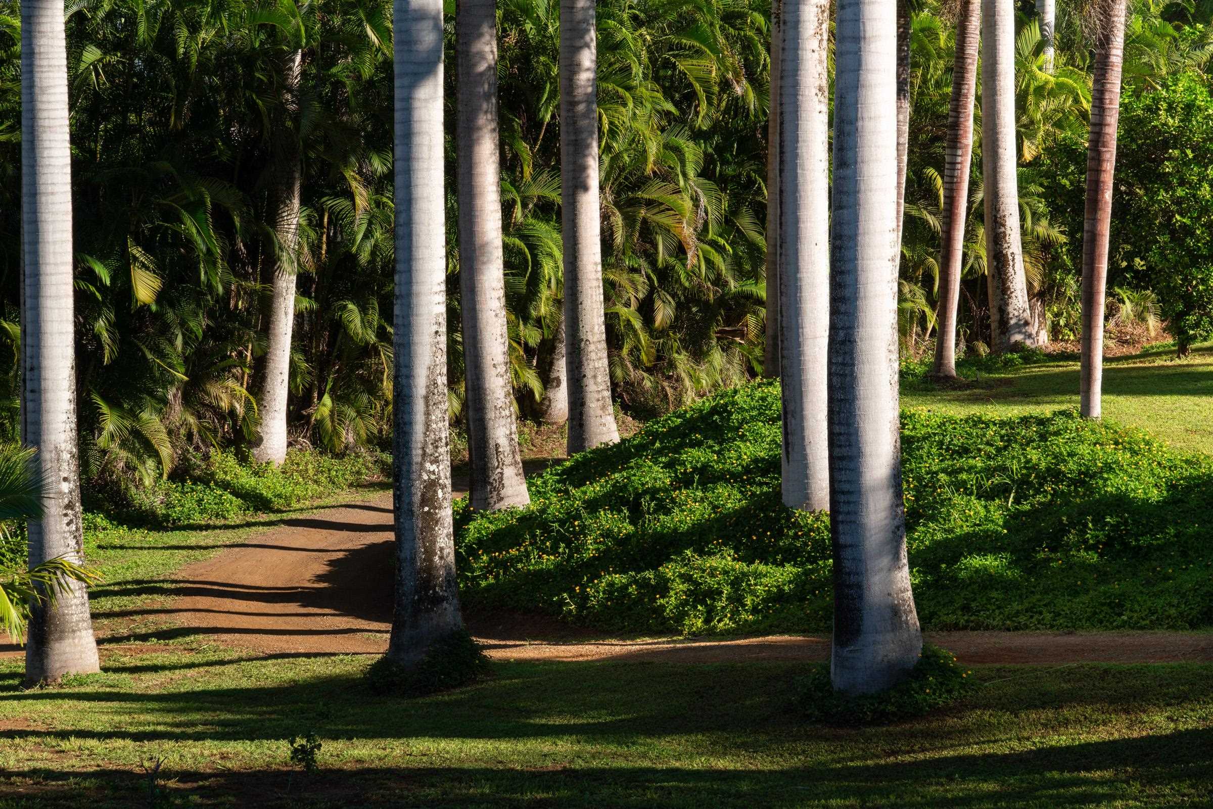 4509  Opana Pl Ulumalu, Haiku home - photo 4 of 31