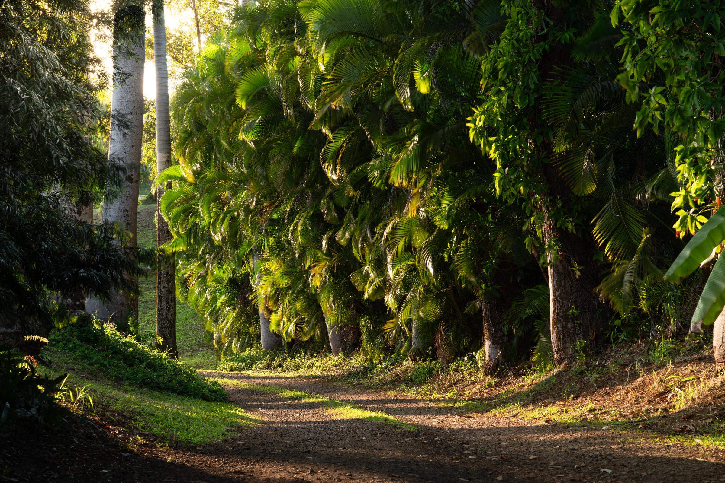 4509  Opana Pl Ulumalu, Haiku home - photo 5 of 31