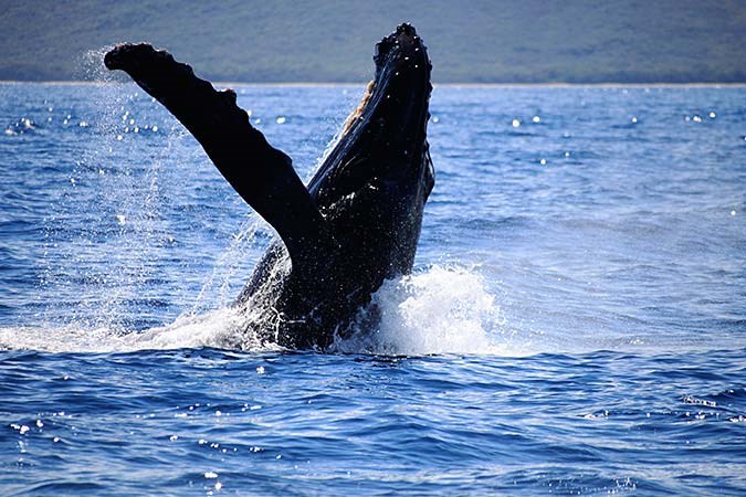 Kahana Village condo # 3 (1A3, Lahaina, Hawaii - photo 27 of 27