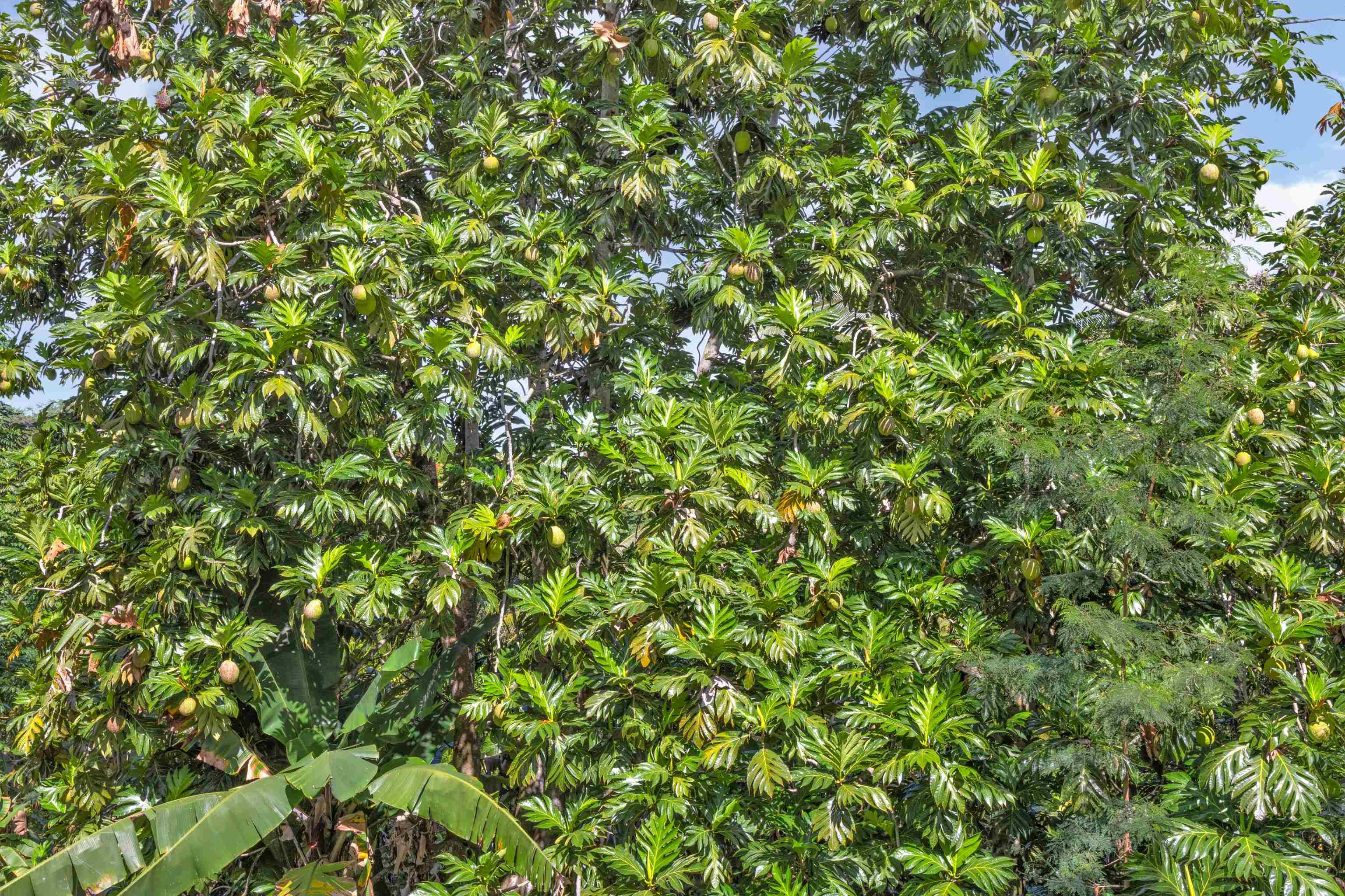 4685  Uakea Rd , Hana home - photo 39 of 50