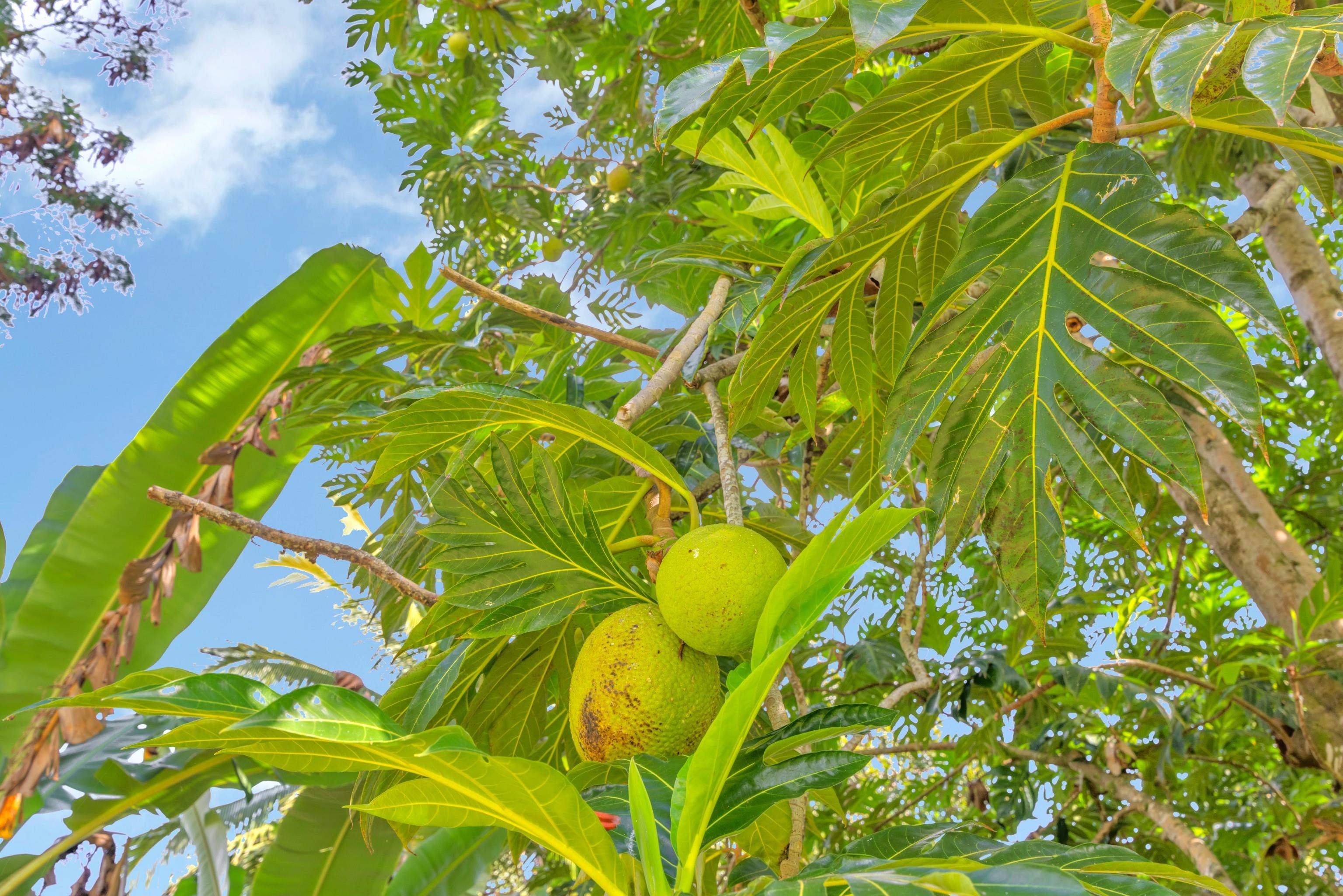 4685  Uakea Rd , Hana home - photo 47 of 50