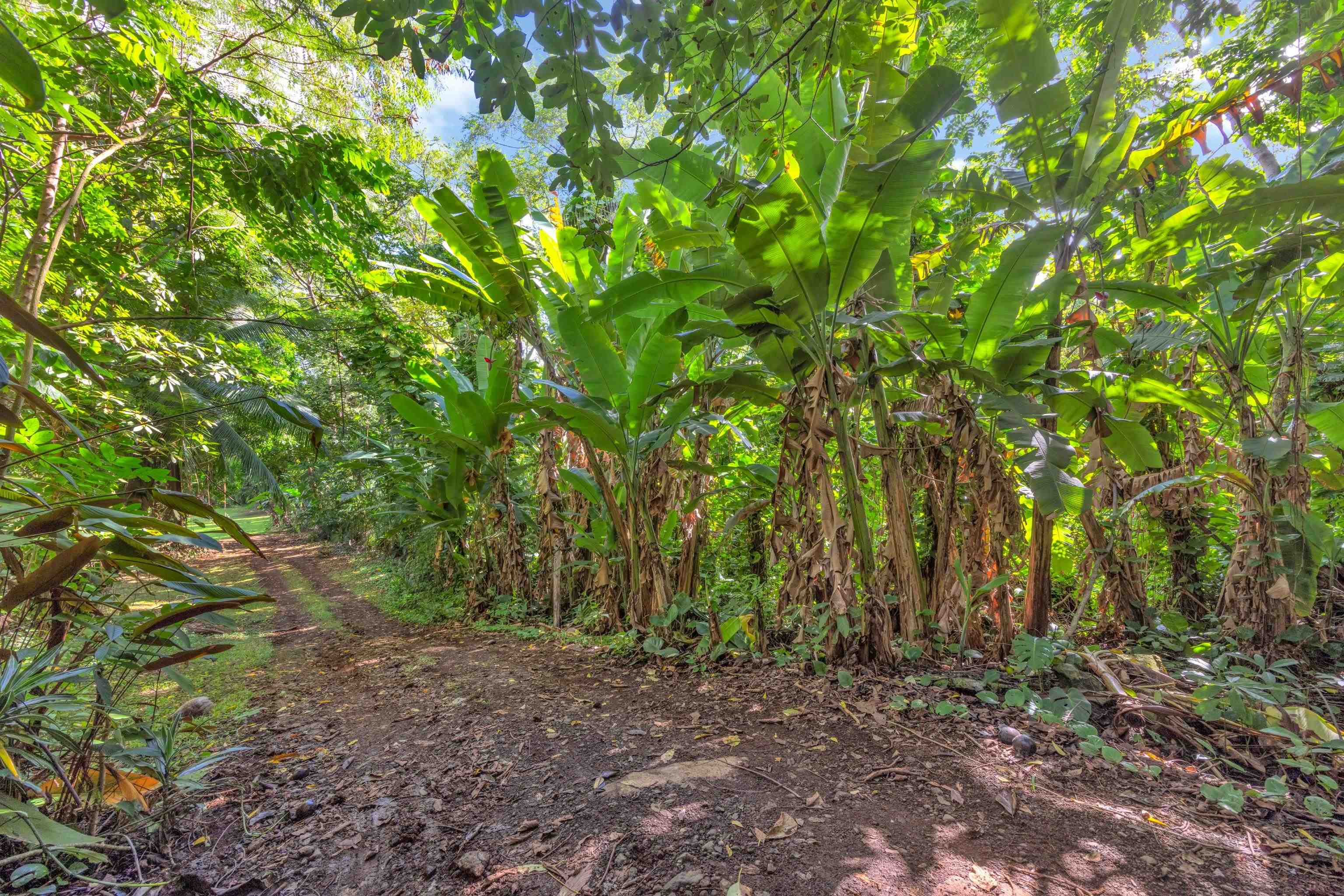 4685  Uakea Rd , Hana home - photo 43 of 50