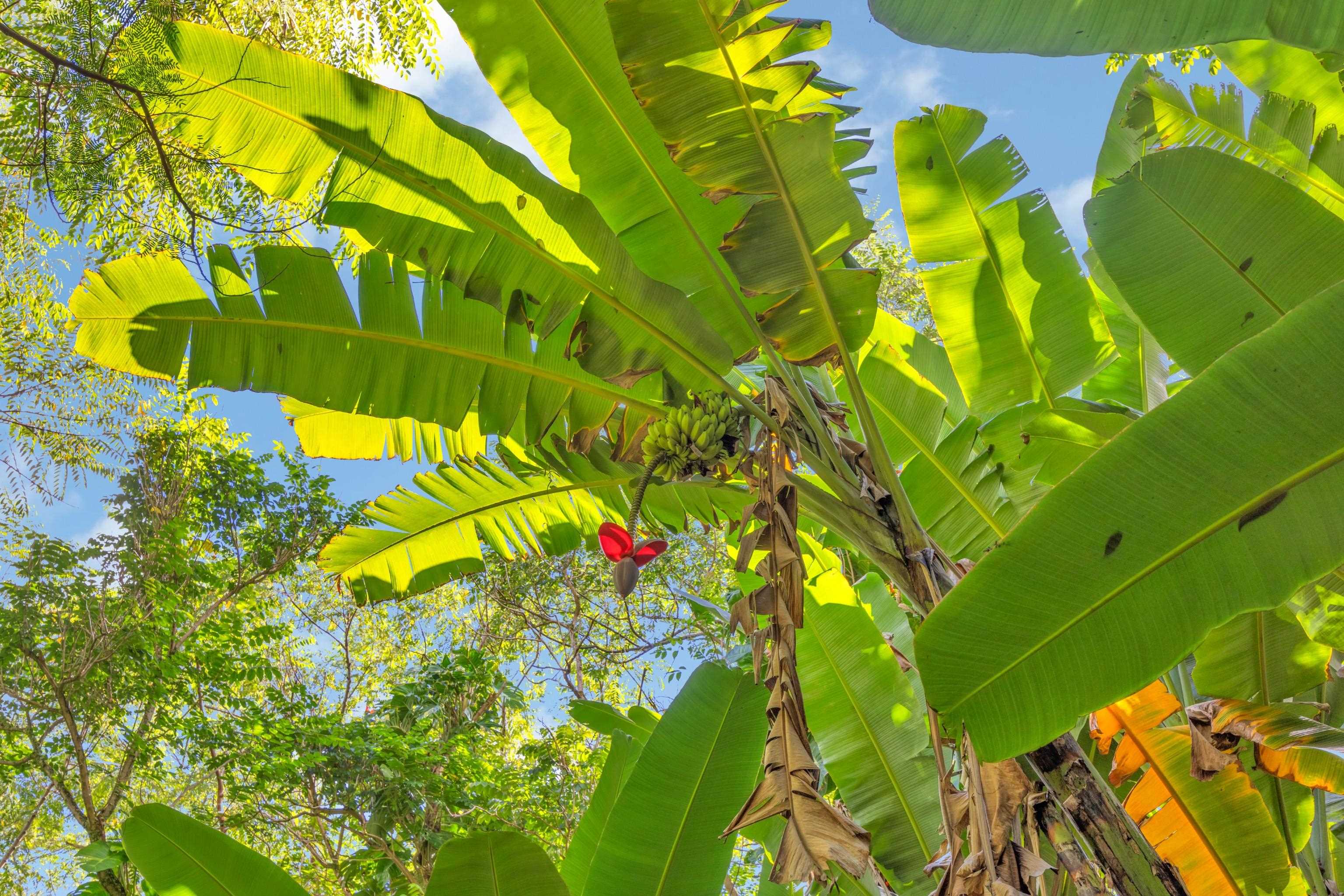 4685  Uakea Rd , Hana home - photo 45 of 50