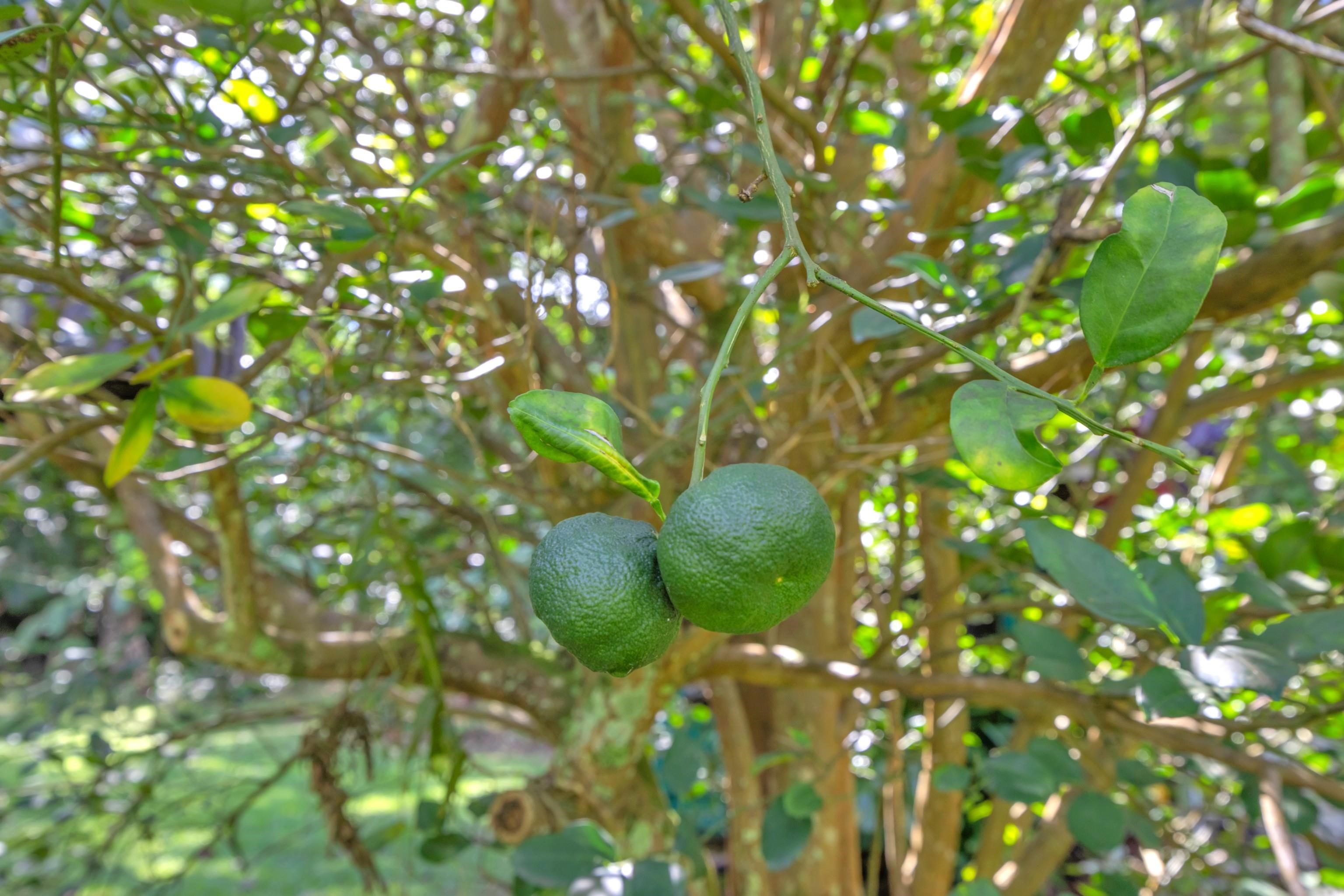 4685  Uakea Rd , Hana home - photo 46 of 50