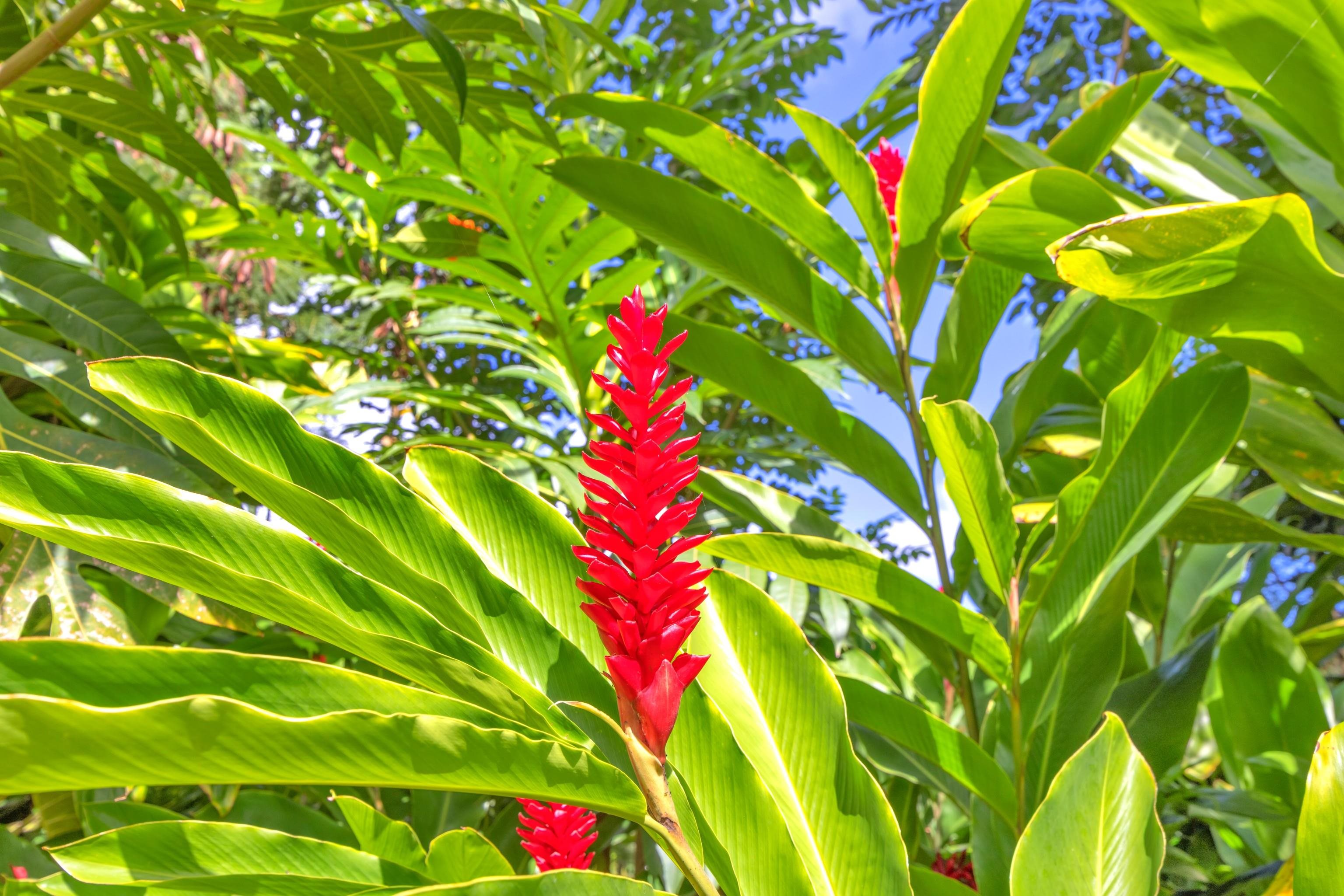 4685  Uakea Rd , Hana home - photo 49 of 50