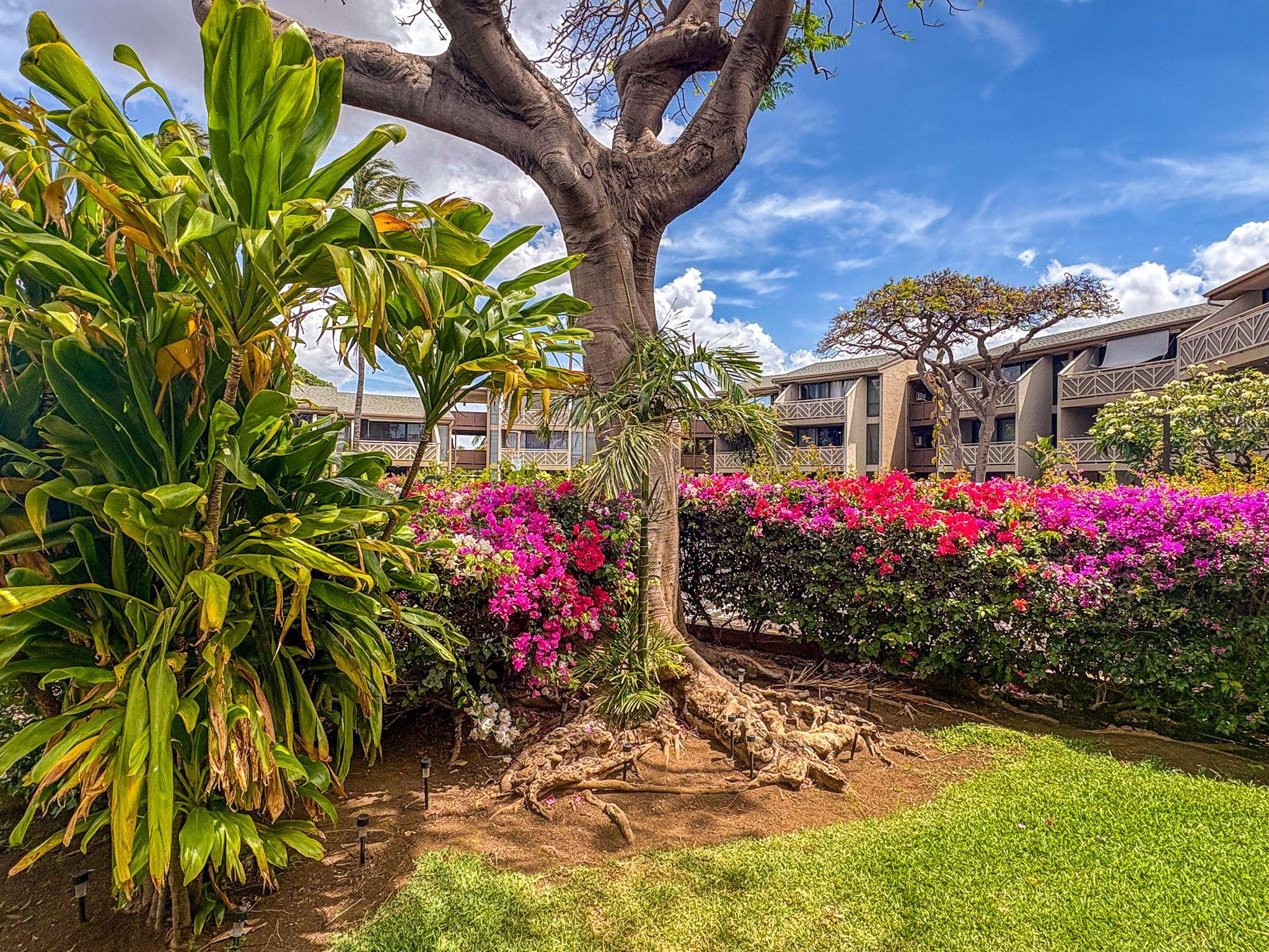 Kihei Holiday condo # 217, Kihei, Hawaii - photo 18 of 22