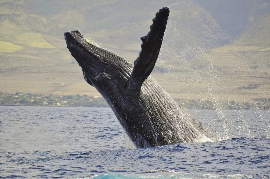 Waiohuli Beach Hale condo # 212, Kihei, Hawaii - photo 40 of 45