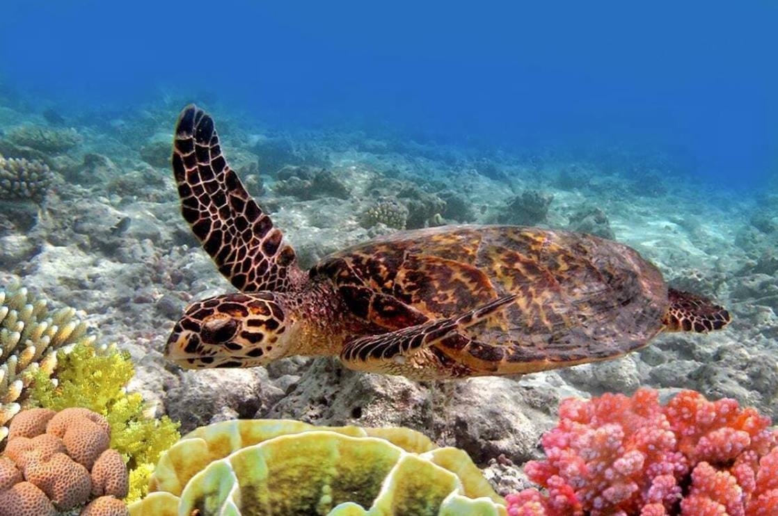 Waiohuli Beach Hale condo # 212, Kihei, Hawaii - photo 43 of 45