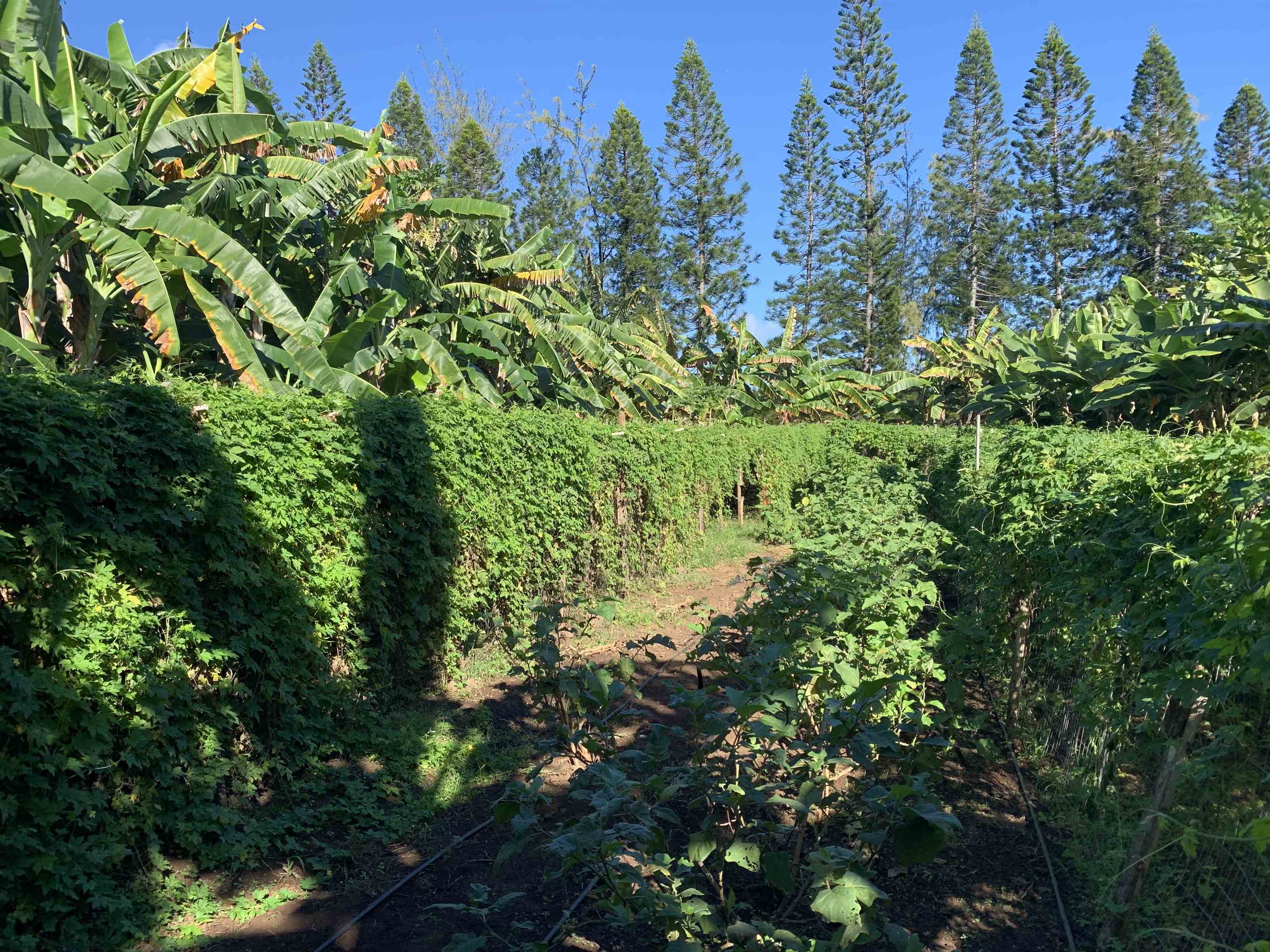 491 Anekona St  Wailuku, Hi vacant land for sale - photo 11 of 13