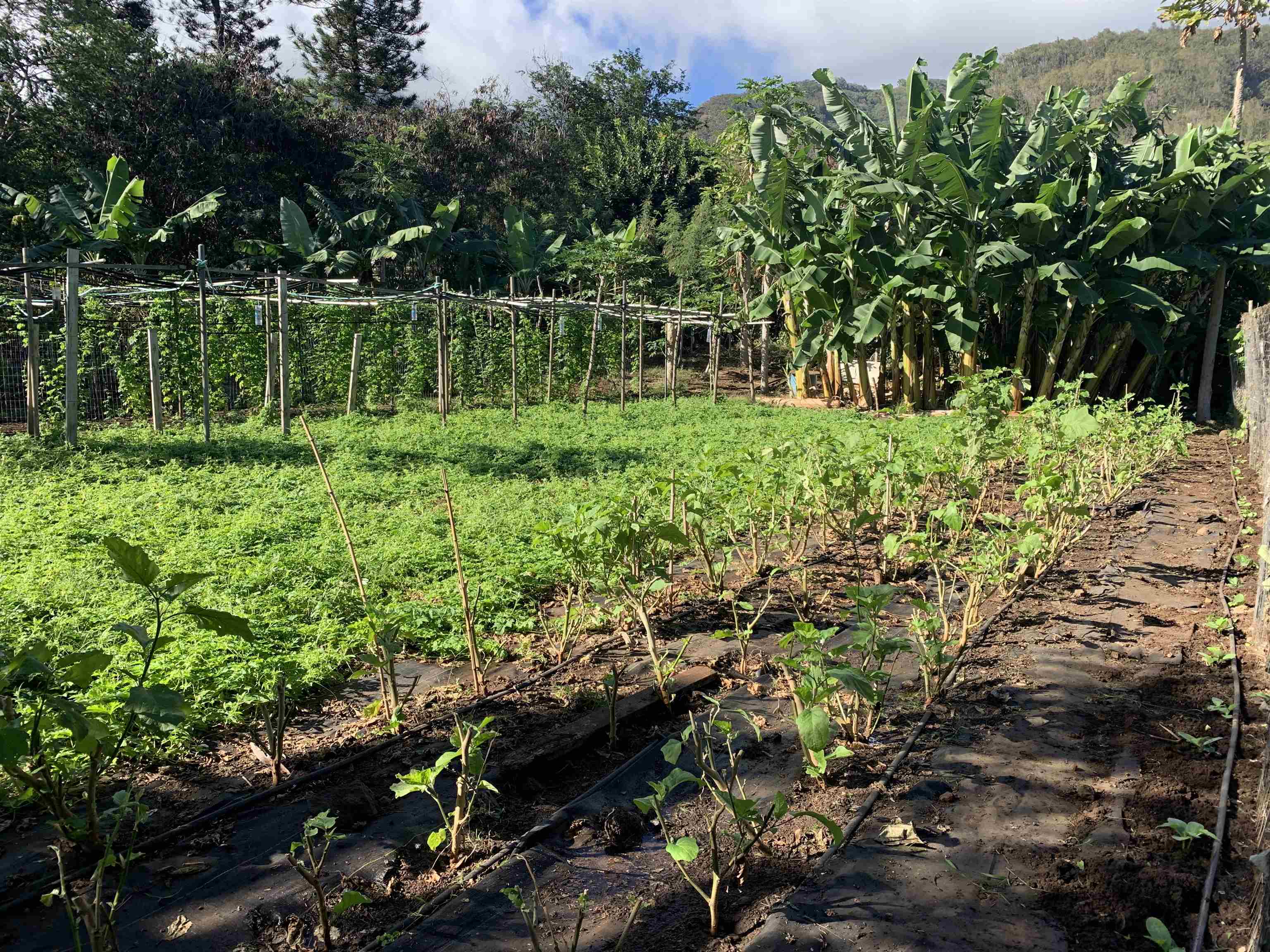 491 Anekona St  Wailuku, Hi vacant land for sale - photo 13 of 13