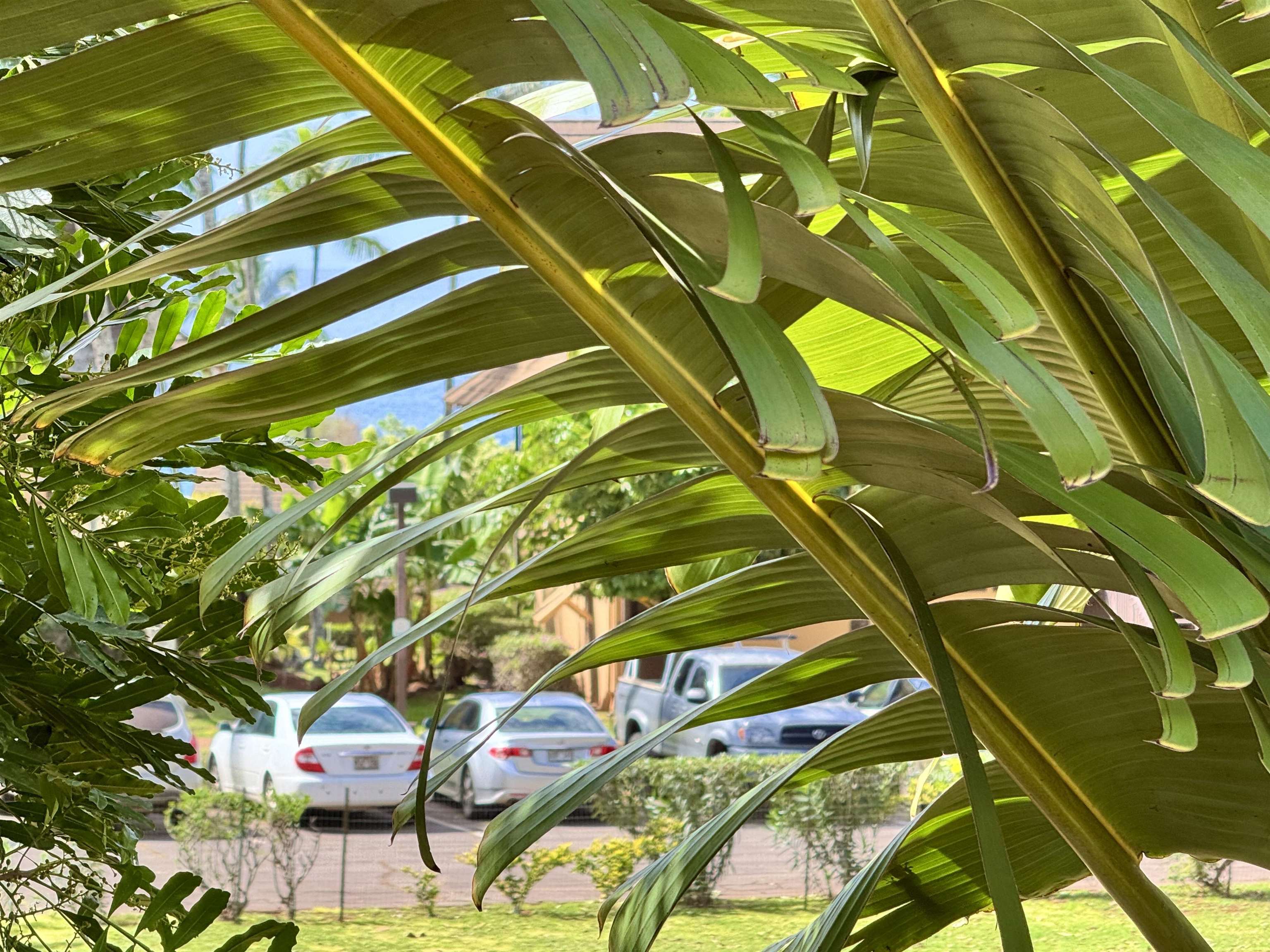 Ke Nani Kai condo # 201, Maunaloa, Hawaii - photo 20 of 26