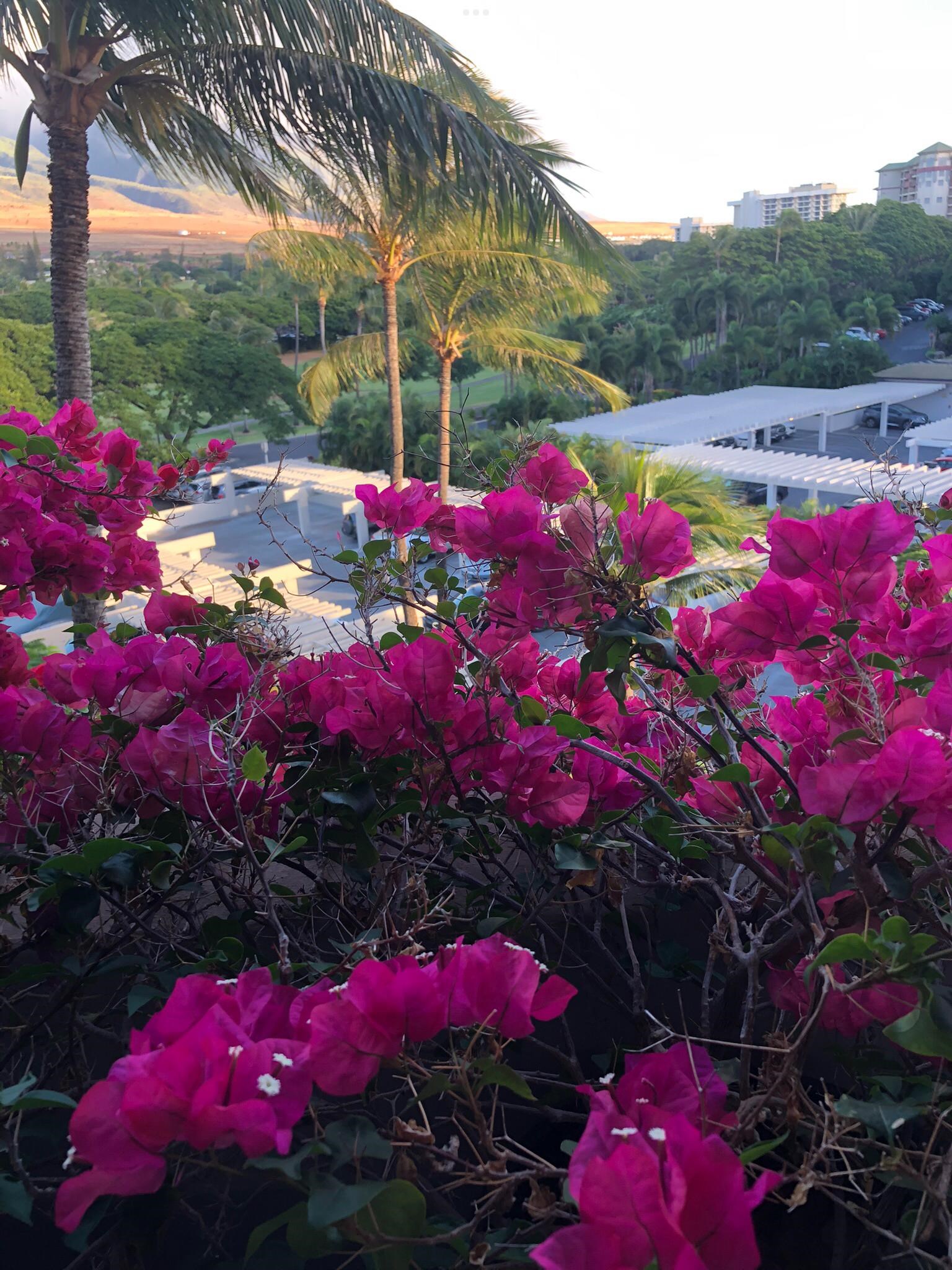 Kaanapali Alii condo # 4-603, Lahaina, Hawaii - photo 34 of 45