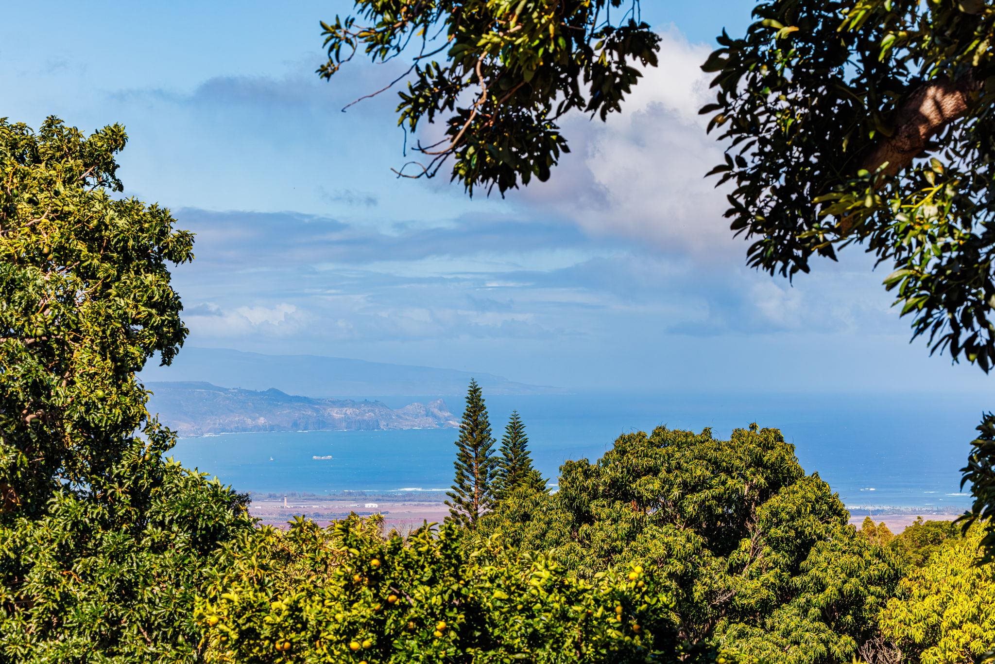 50  Poha Pl , Makawao/Olinda/Haliimaile home - photo 17 of 50