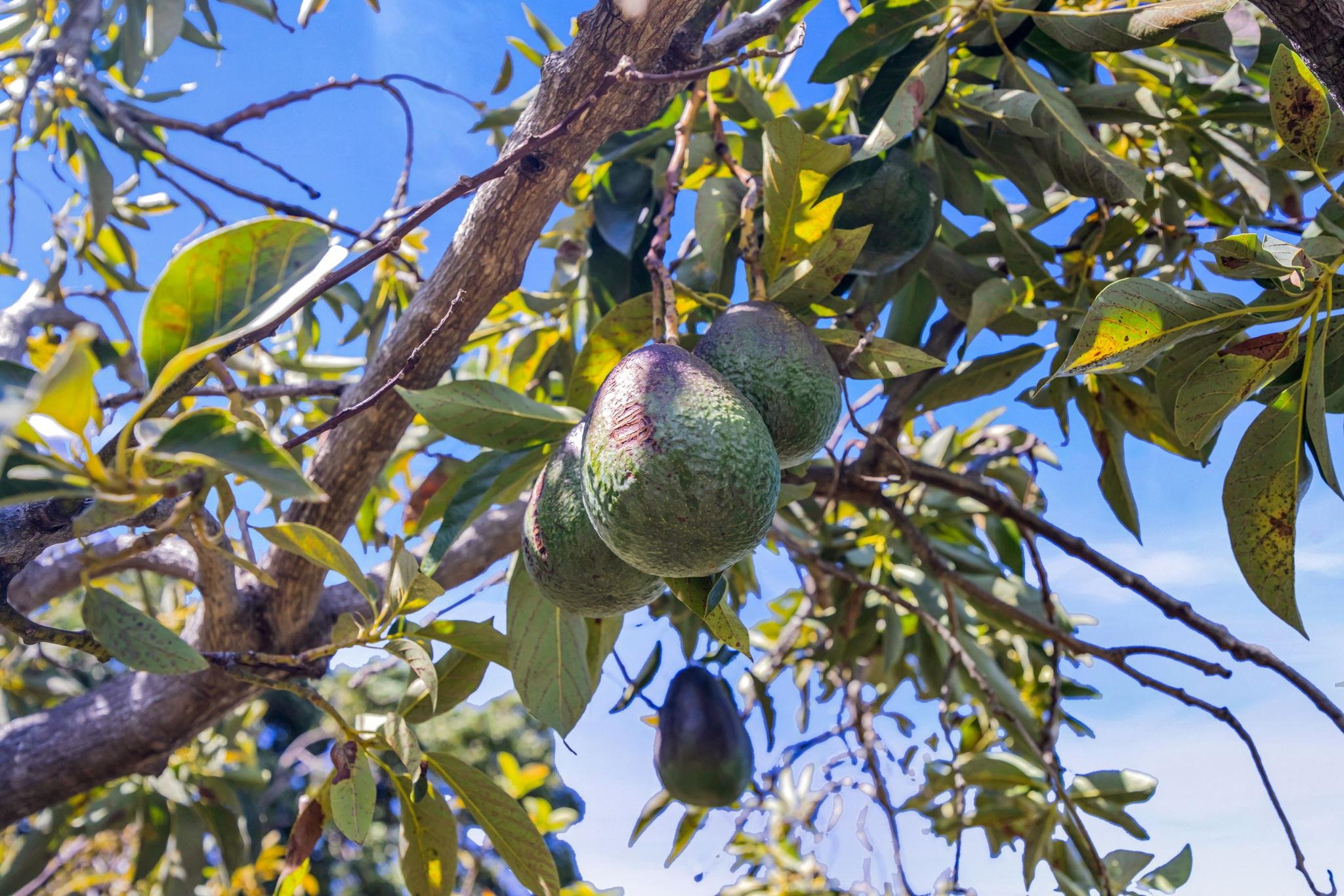 50  Poha Pl , Makawao/Olinda/Haliimaile home - photo 46 of 50