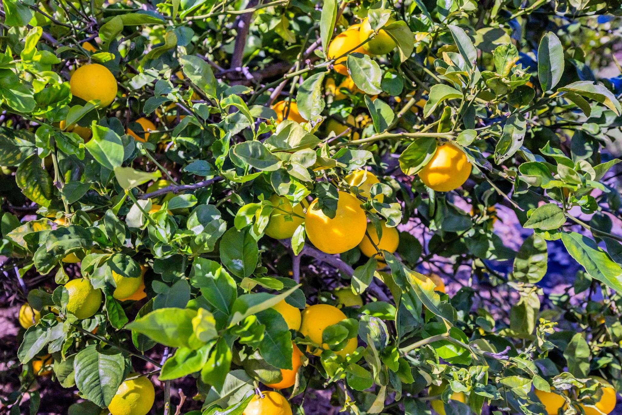 50  Poha Pl , Makawao/Olinda/Haliimaile home - photo 47 of 50