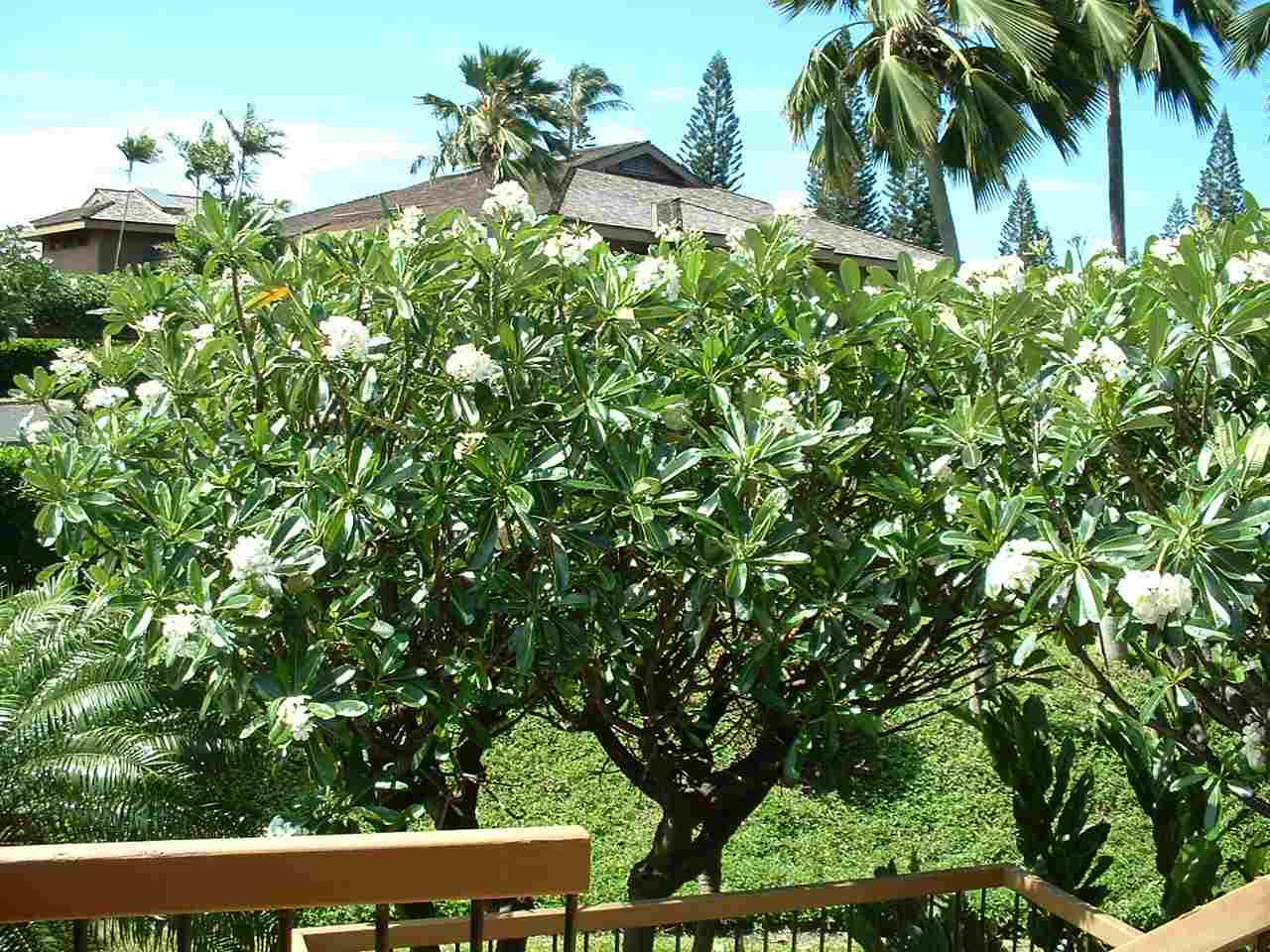 Masters condo # 1704, Lahaina, Hawaii - photo 24 of 24