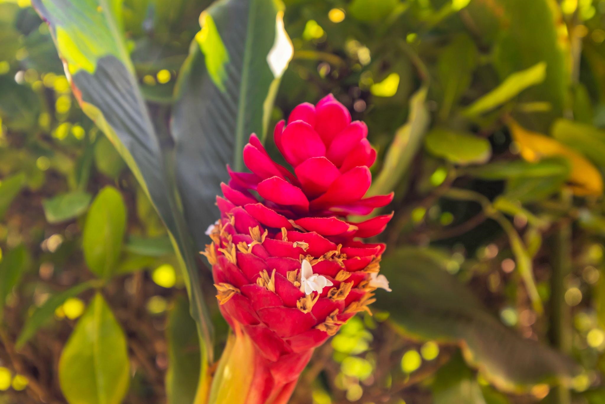 Masters condo # 1803, Lahaina, Hawaii - photo 38 of 40
