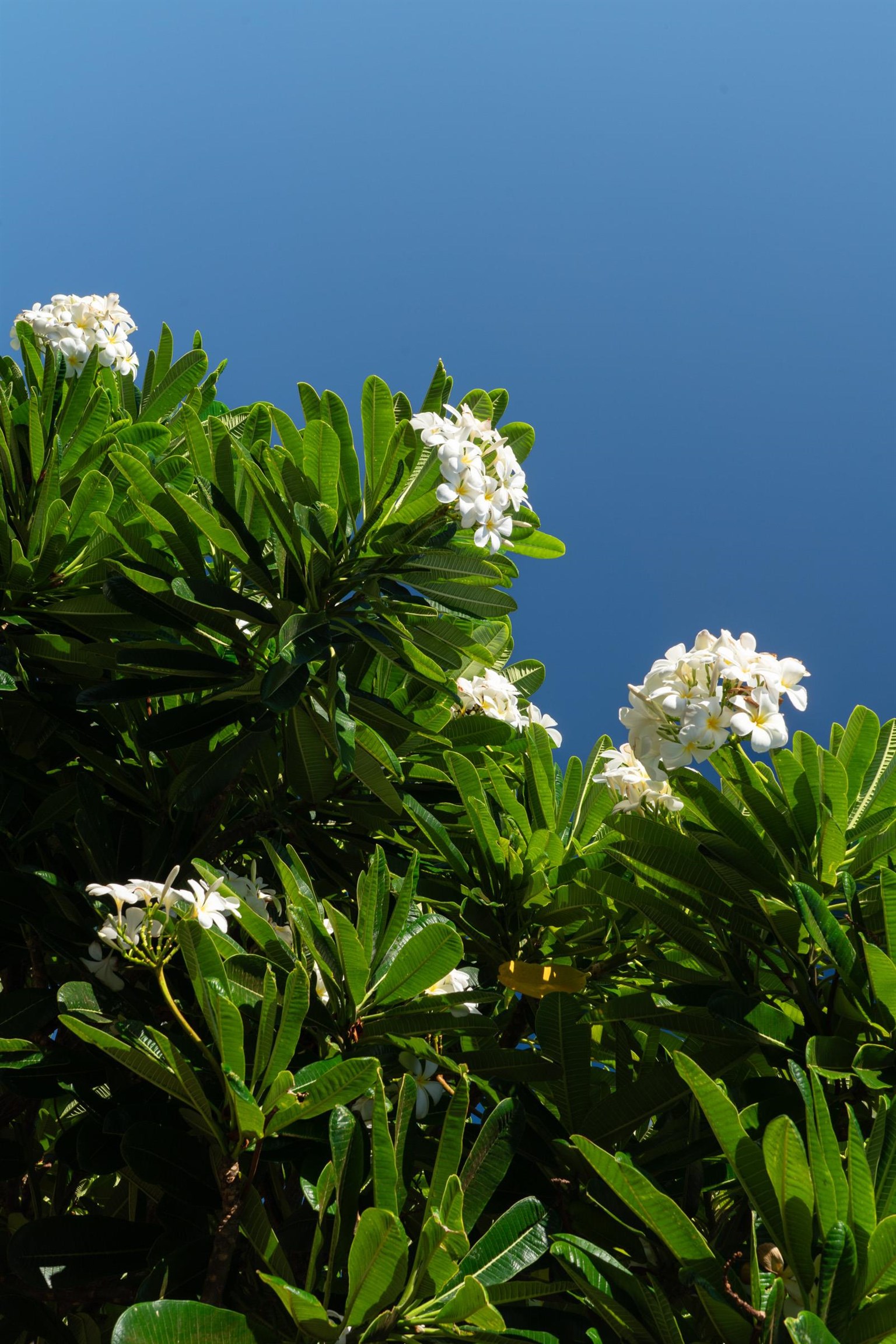 Masters condo # 2804, Lahaina, Hawaii - photo 38 of 49