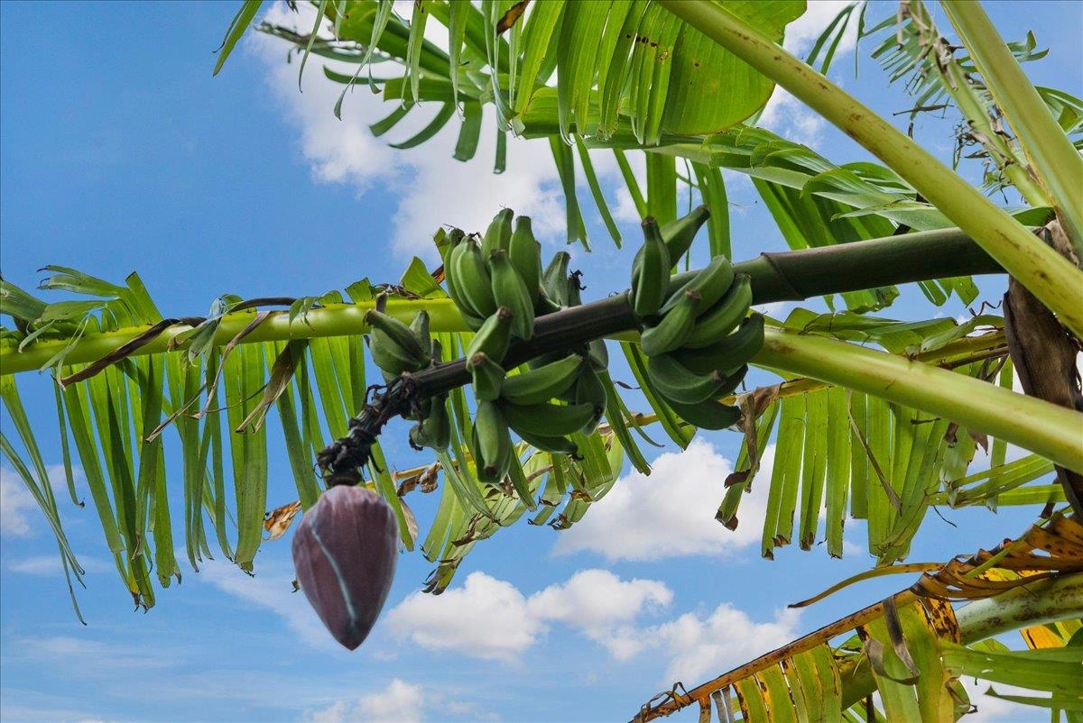 50  Uakoko Pl Haiku Mauka, Haiku home - photo 40 of 49