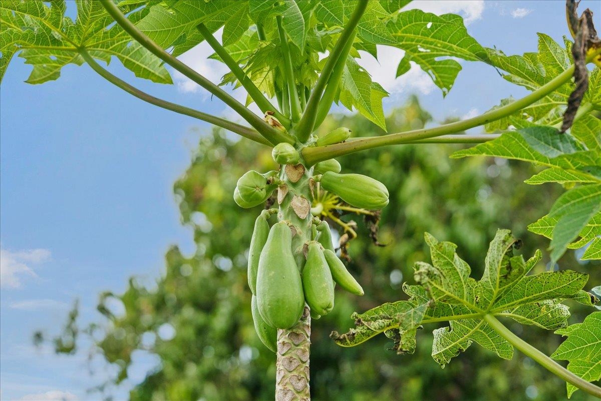 50  Uakoko Pl Haiku Mauka, Haiku home - photo 41 of 49