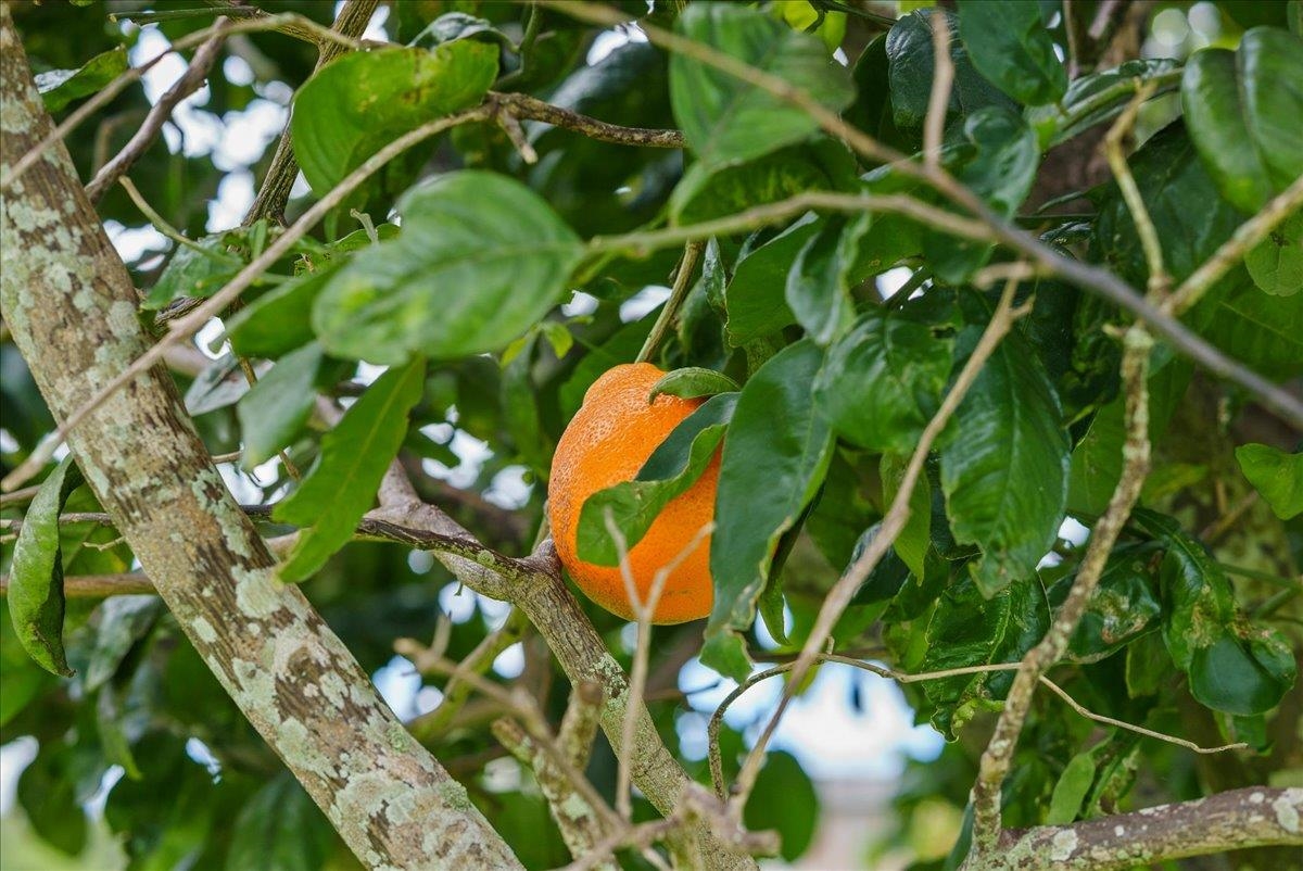 50  Uakoko Pl Haiku Mauka, Haiku home - photo 42 of 49