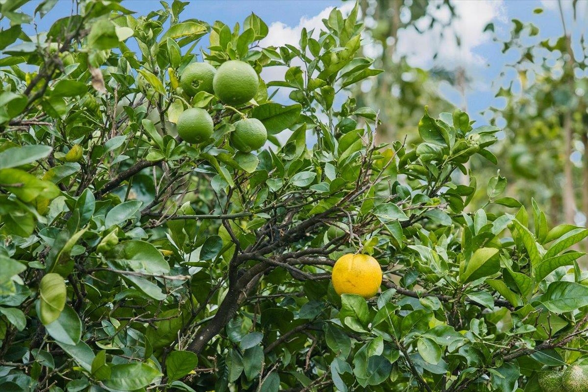 50  Uakoko Pl Haiku Mauka, Haiku home - photo 43 of 49
