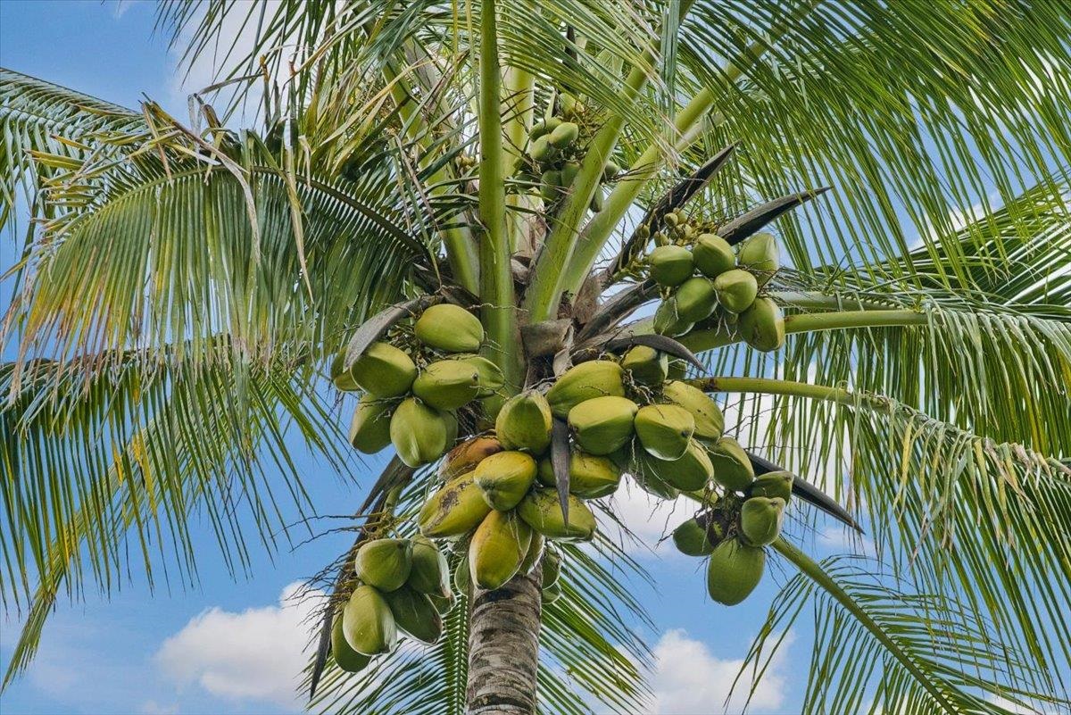 50  Uakoko Pl Haiku Mauka, Haiku home - photo 44 of 49