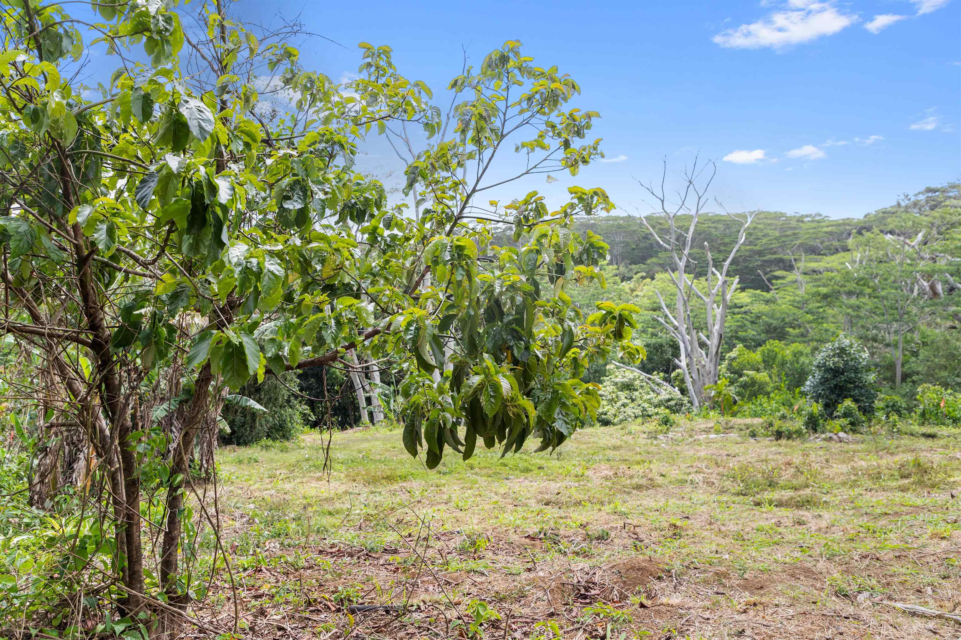 50 Waipuhia Pl B Haiku, Hi vacant land for sale - photo 10 of 32