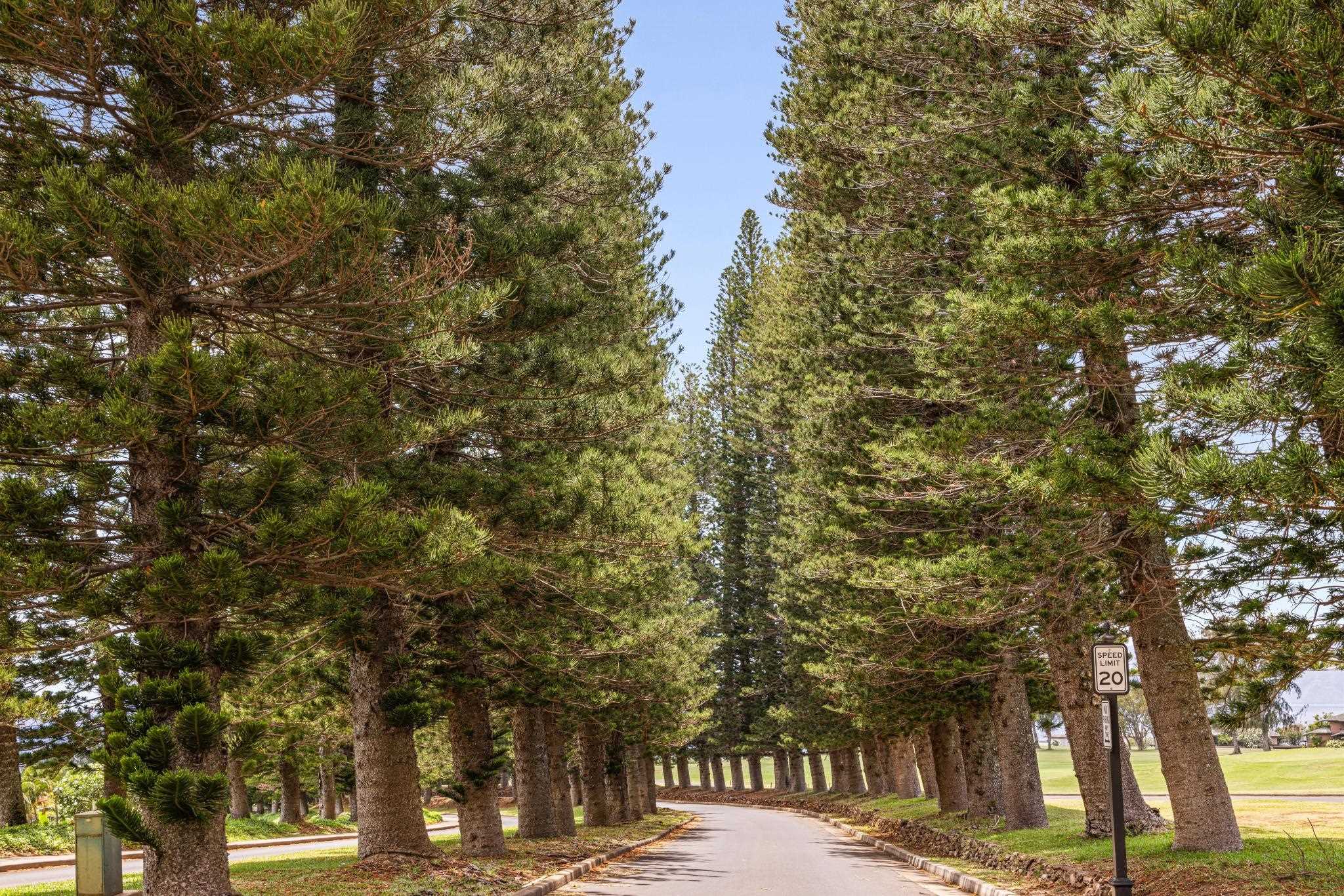 Kapalua Golf Villas condo # 11P3-4, Lahaina, Hawaii - photo 28 of 36