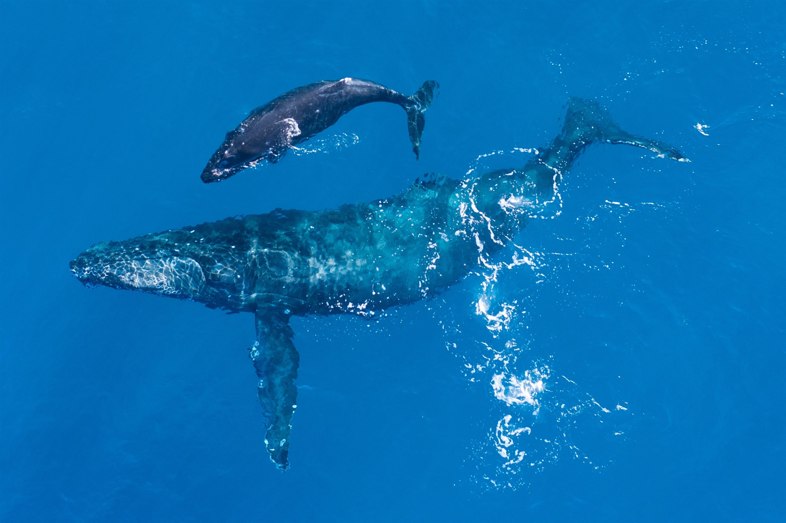 Kapalua Golf Villas condo # 16T1, Lahaina, Hawaii - photo 29 of 37