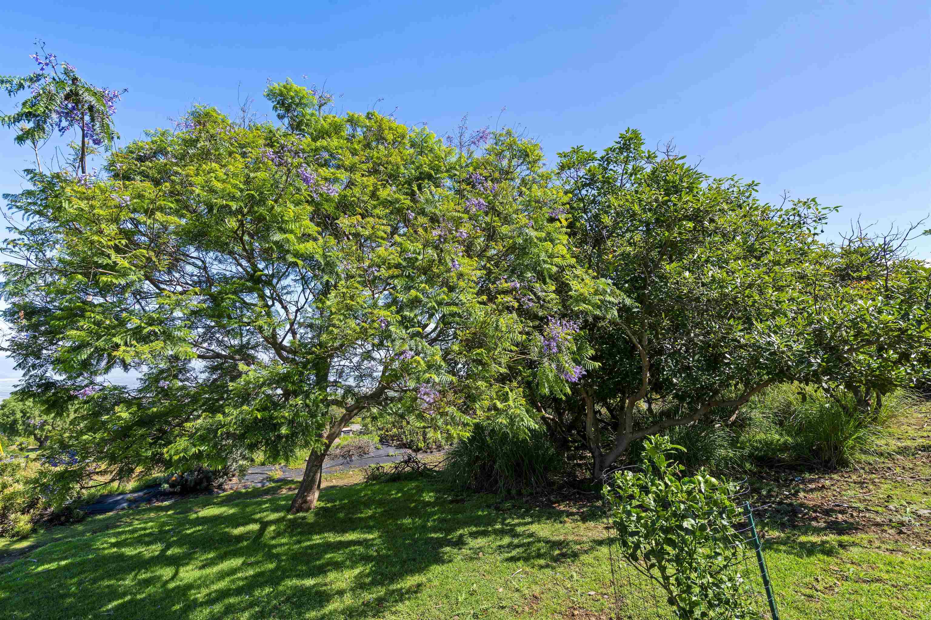 505  Kamehameiki Rd , Kula/Ulupalakua/Kanaio home - photo 45 of 50