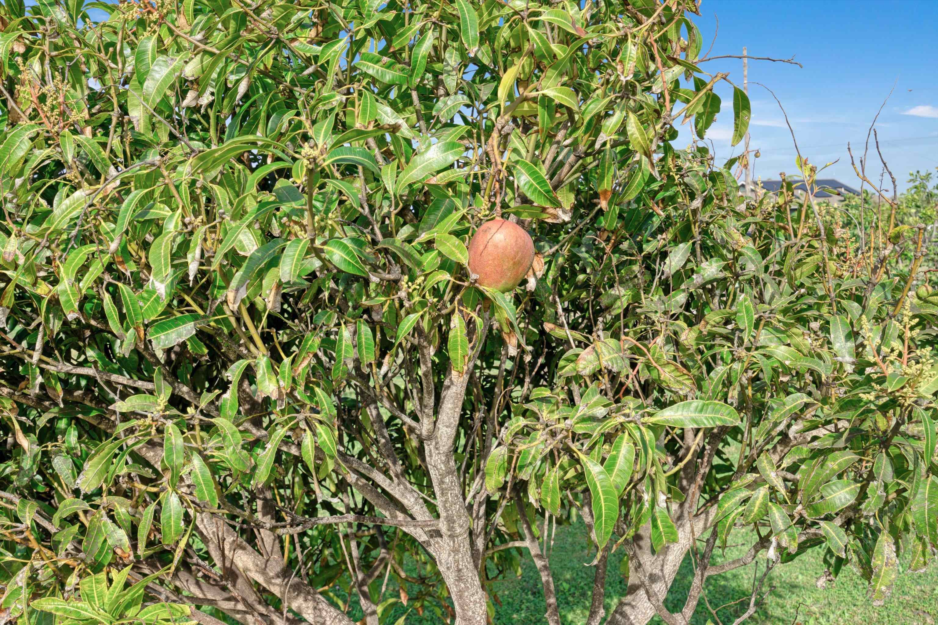 51  Kanoenoe Loop , Haiku home - photo 46 of 50