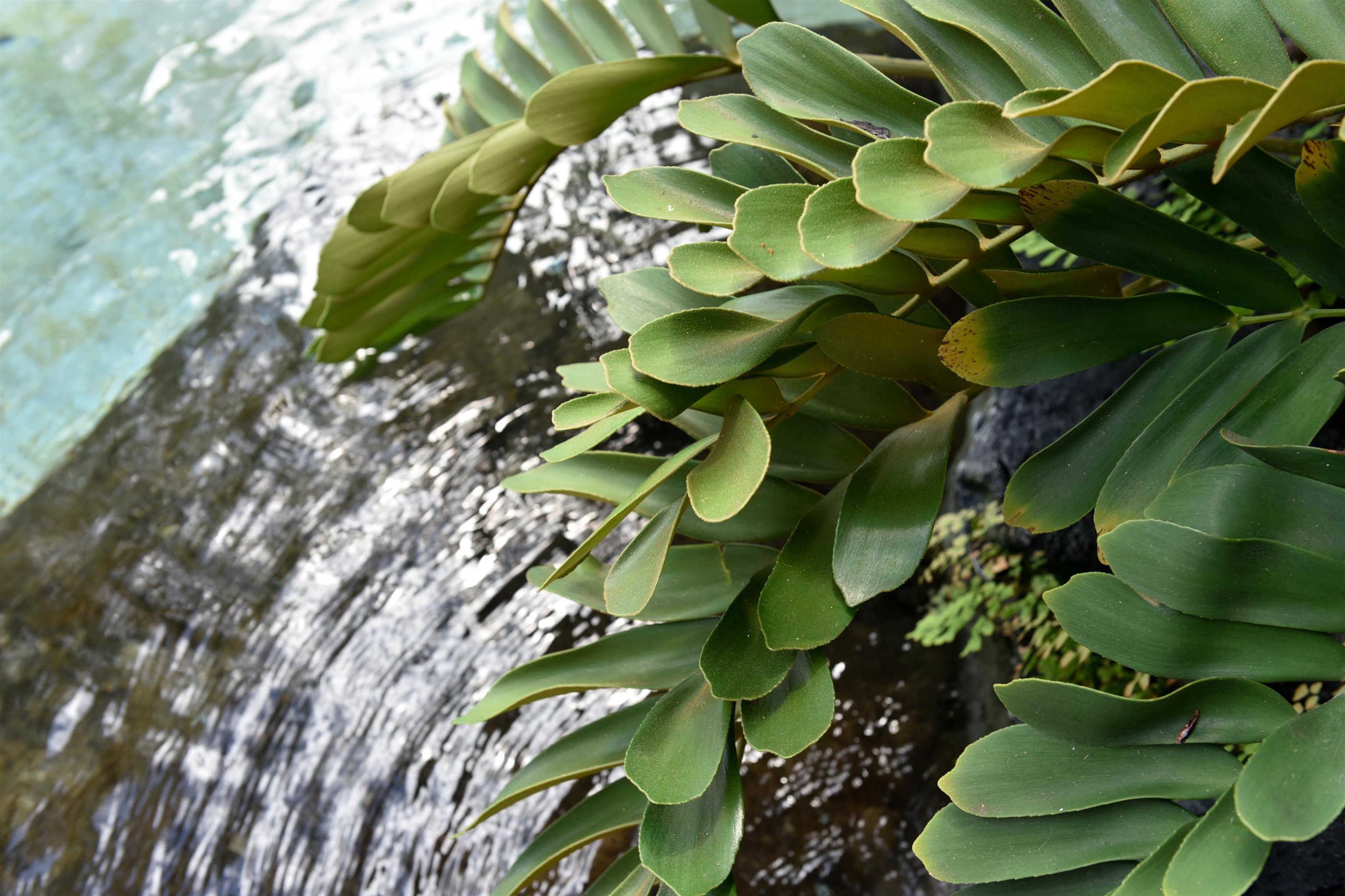 5163  Lower Honoapiilani Rd , Napili/Kahana/Honokowai home - photo 37 of 50